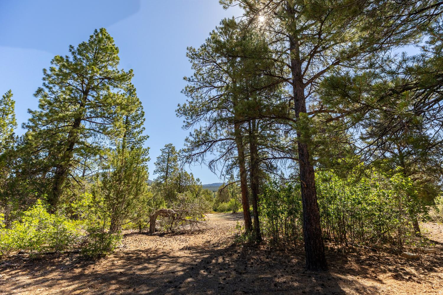 LITTLE PONDEROSA - Land