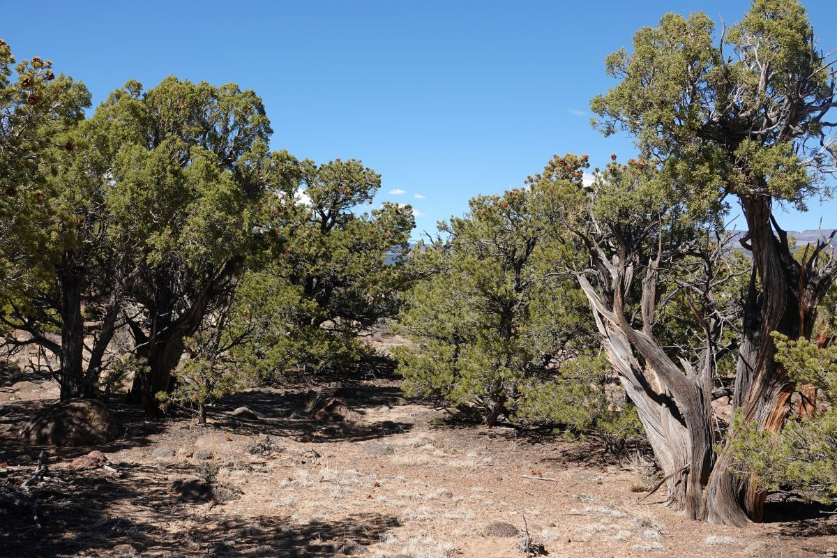 BLACK BOULDER MESA - Land