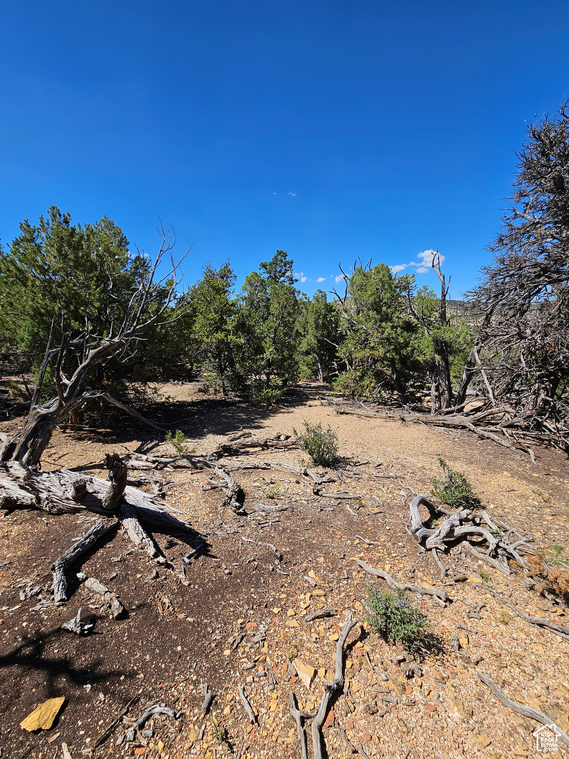 CEDAR MT - Land