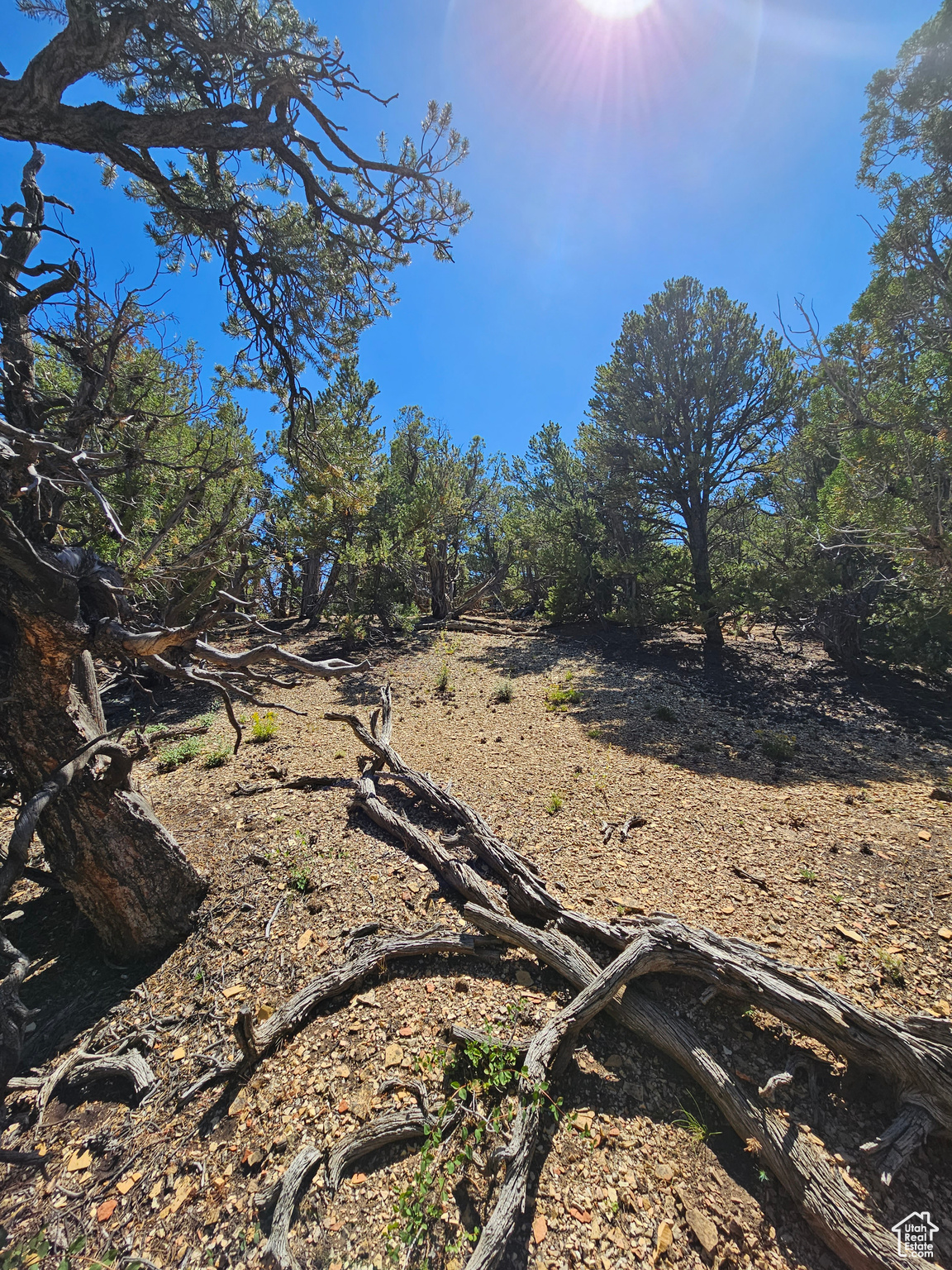 CEDAR MT - Land
