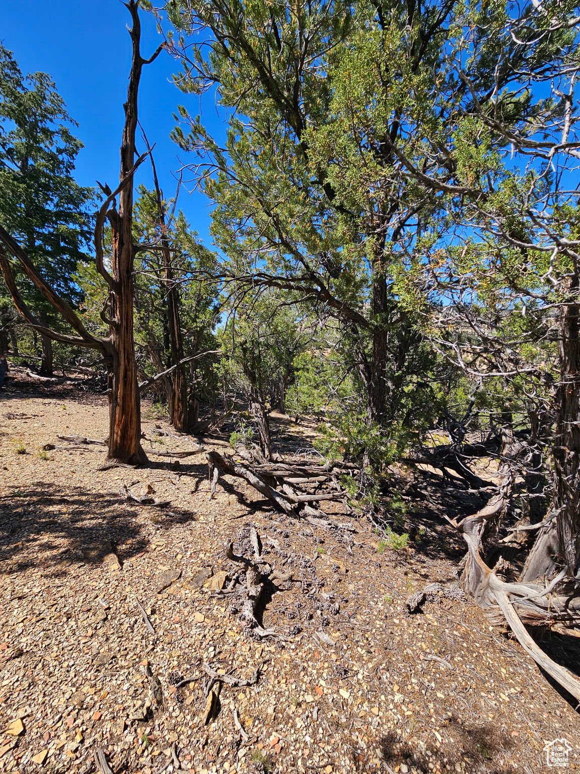 CEDAR MT - Land