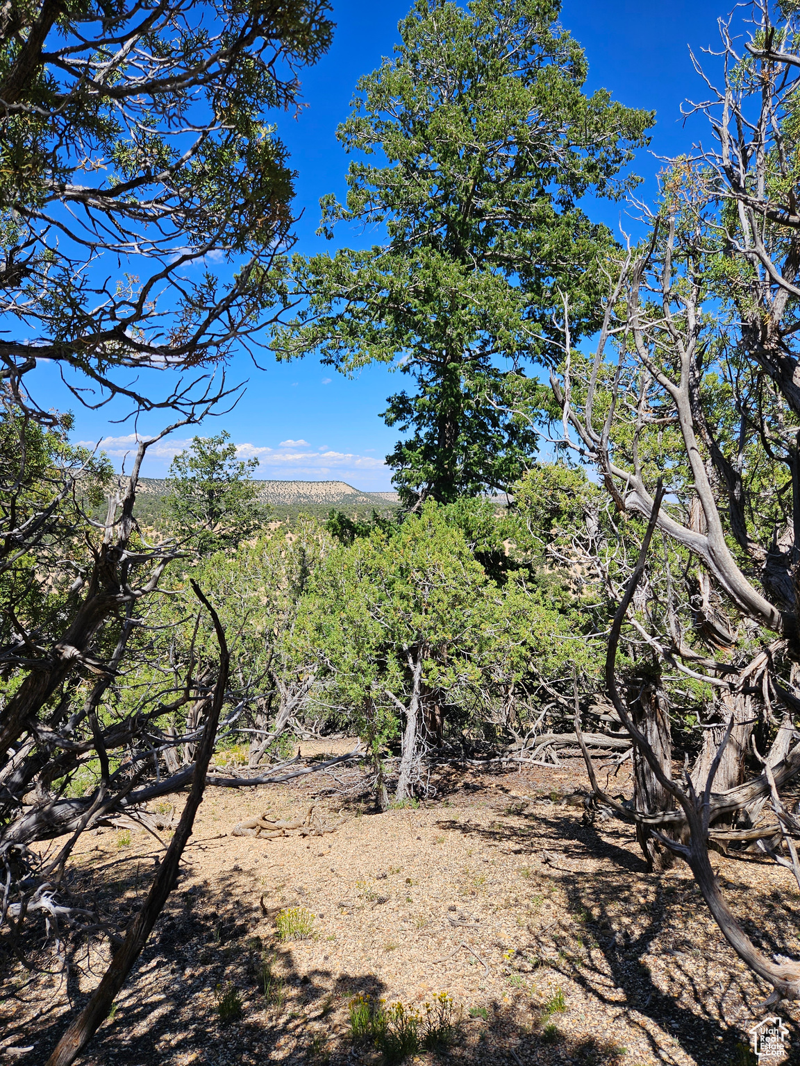 CEDAR MT - Land