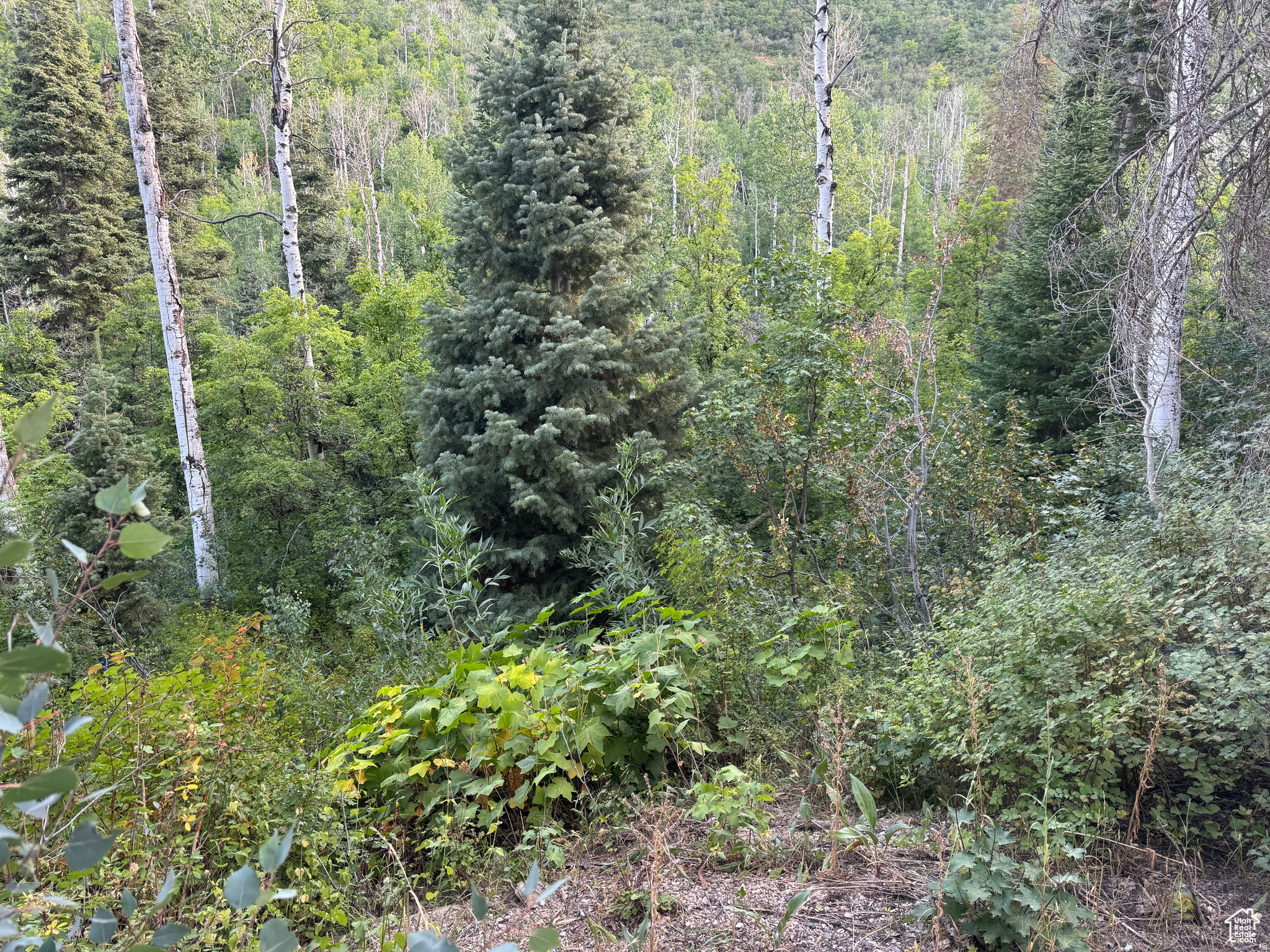 PRISTINE .59 Acre Mountain Property full of PINES and ASPEN trees located in the ASPEN HILLS SUBDIVISION, a gated community. Lot # 819 has an approximate elevation of 7850 ft and is located on the upper part of the North Fork Road. As a bonus, Lot #819 has one of the very few rare lots in the subdivision that has a year round stream that goes through the lots north bottom. From that point, the property then slopes south to the road. The most useable portion is in the middle so a driveway would need to be installed.