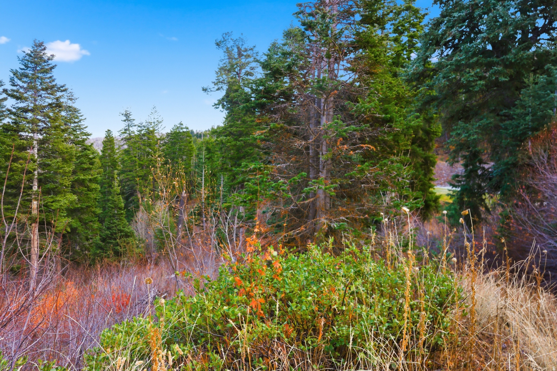 PINERIDGE SUBDIVISION - Land