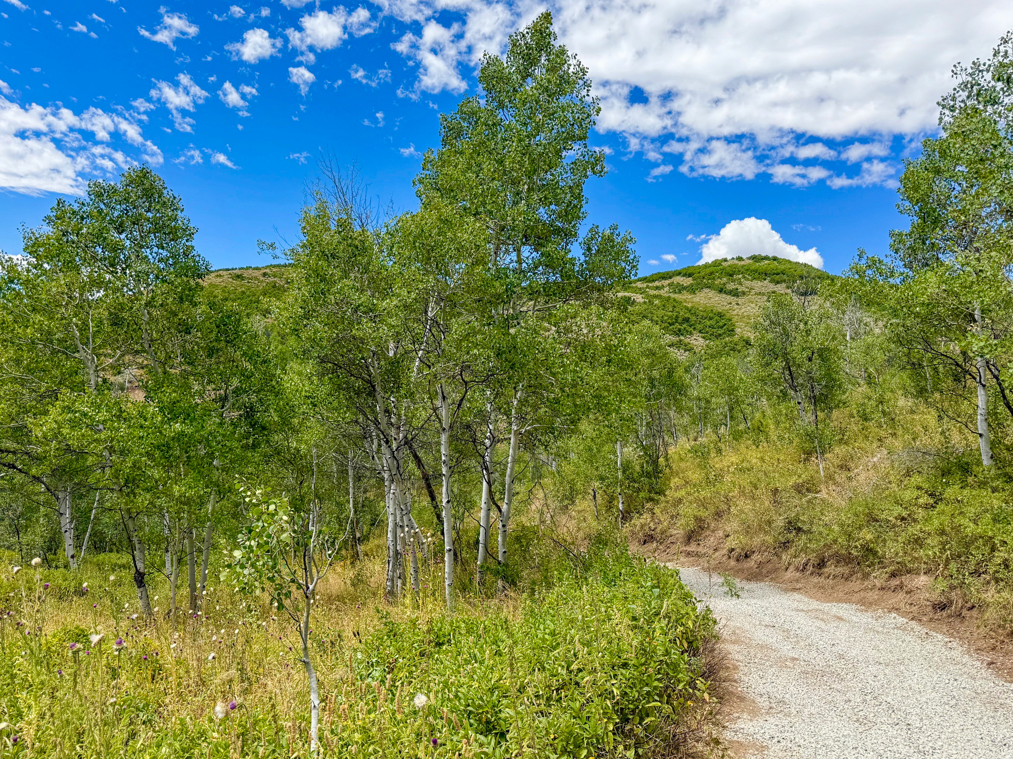 NORTH SUMMIT - Residential