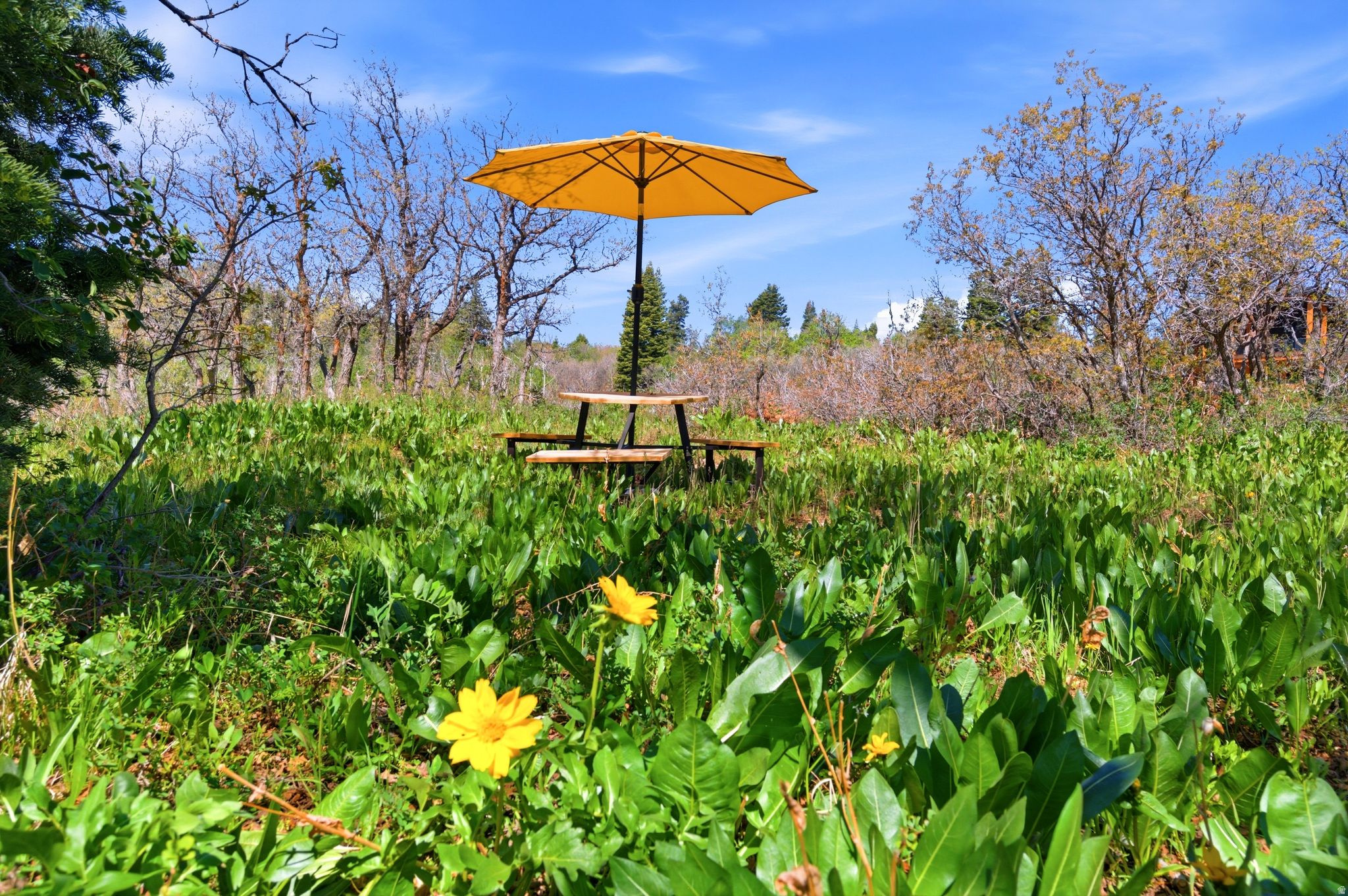 FOREST MEADOW RANCH - Residential