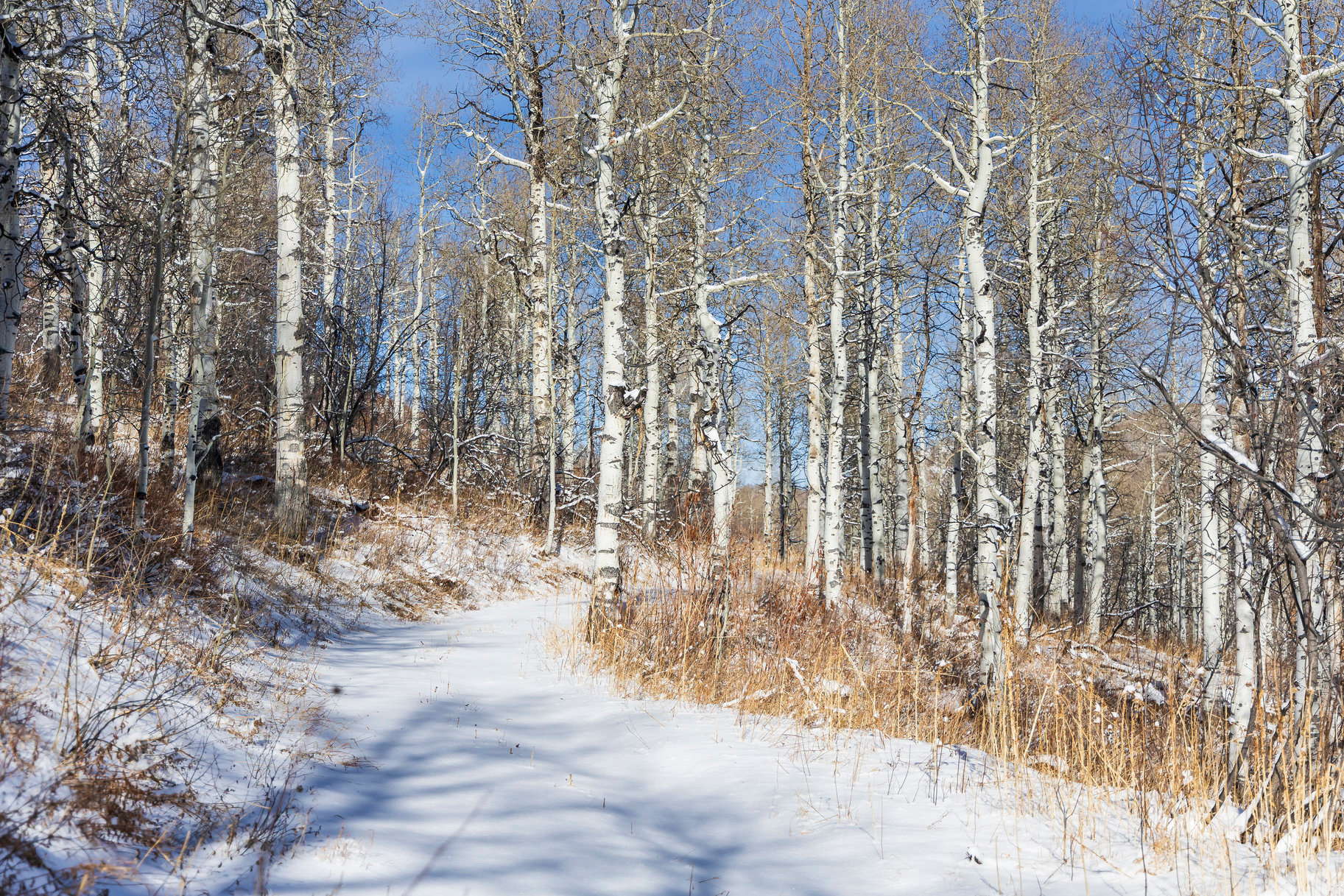 CANYON RIM - Land