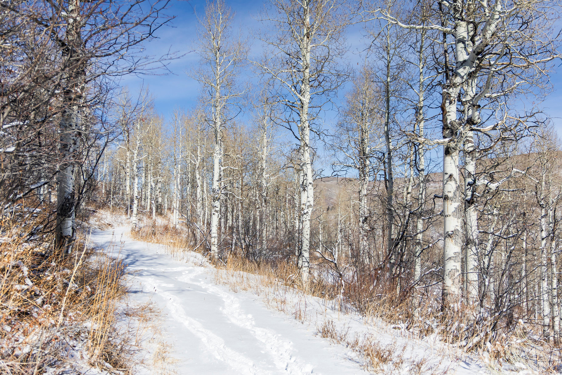 CANYON RIM - Land