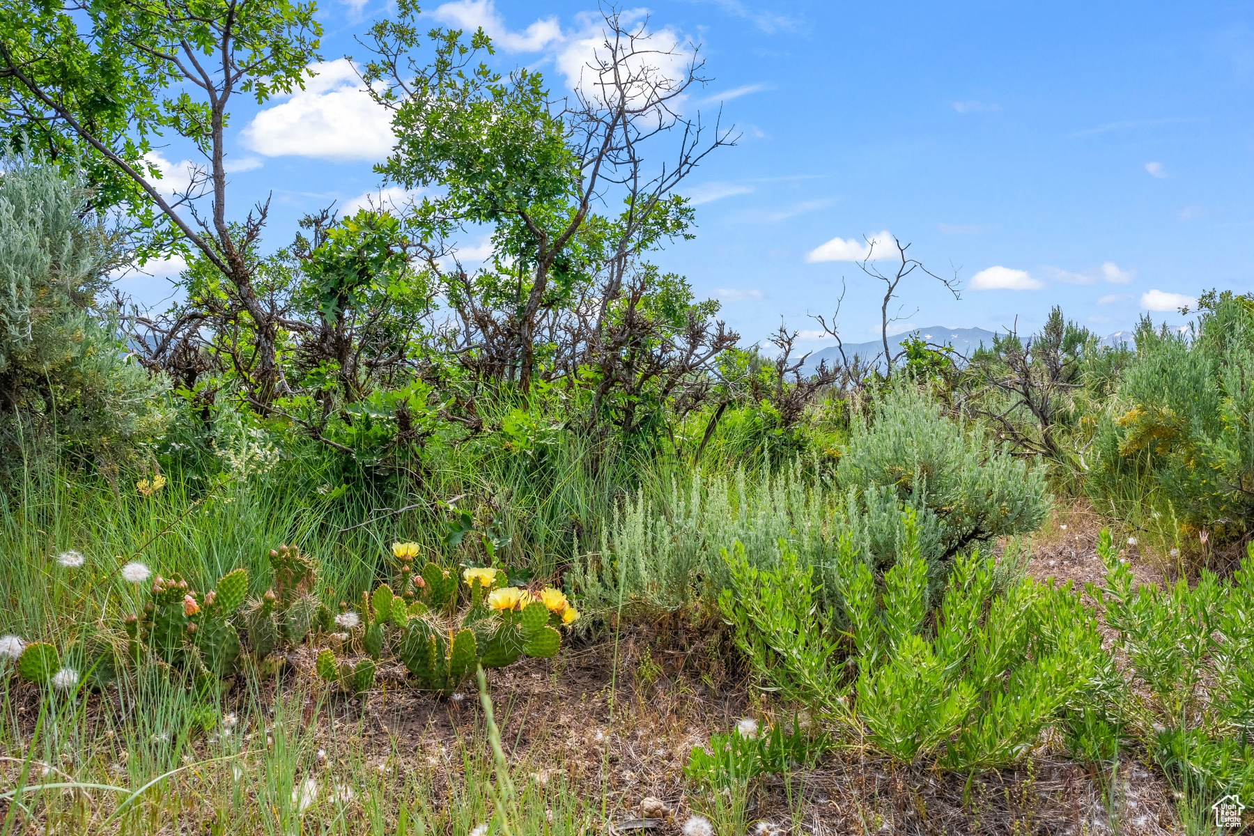 BLUE SAGE RANCH - Land