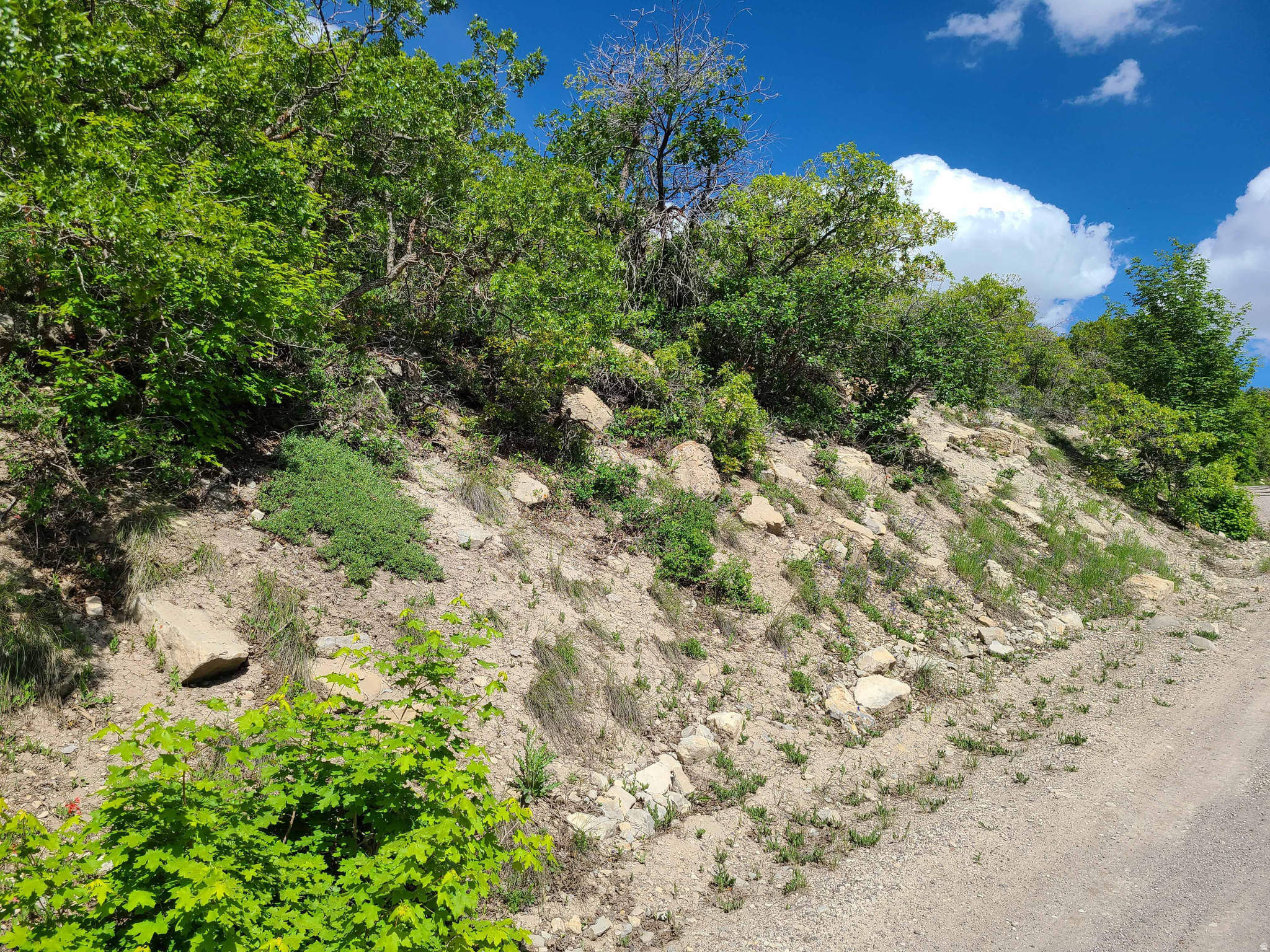 ASPEN HILLS - Land
