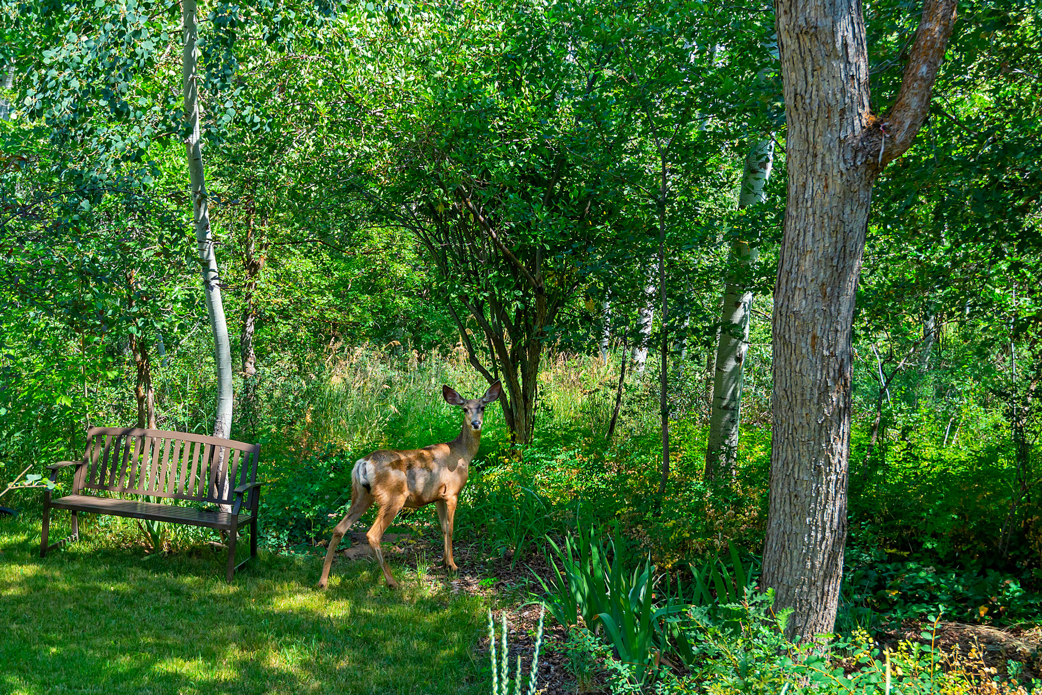 EMIGRATION OAKS - Residential