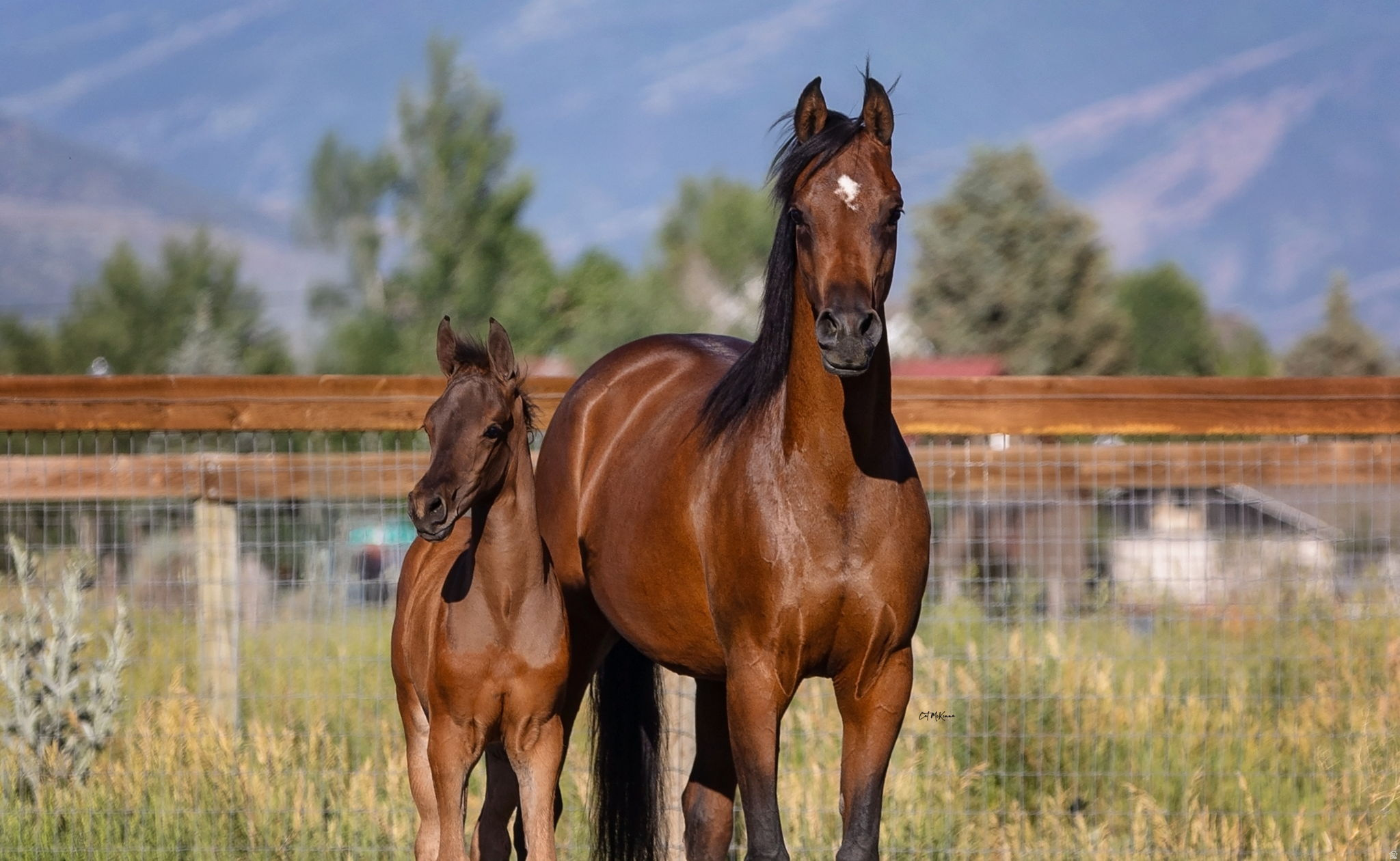 WHITE EAGLE RANCH - Land