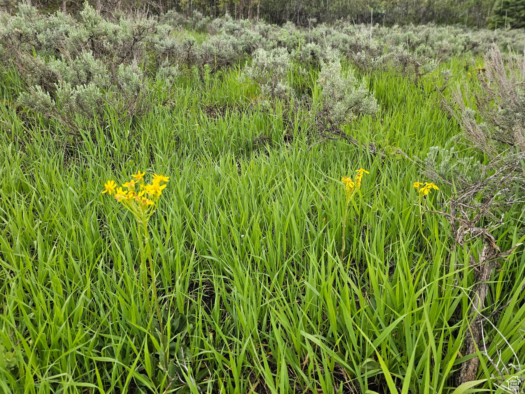 SKYLINE ACRES - Land