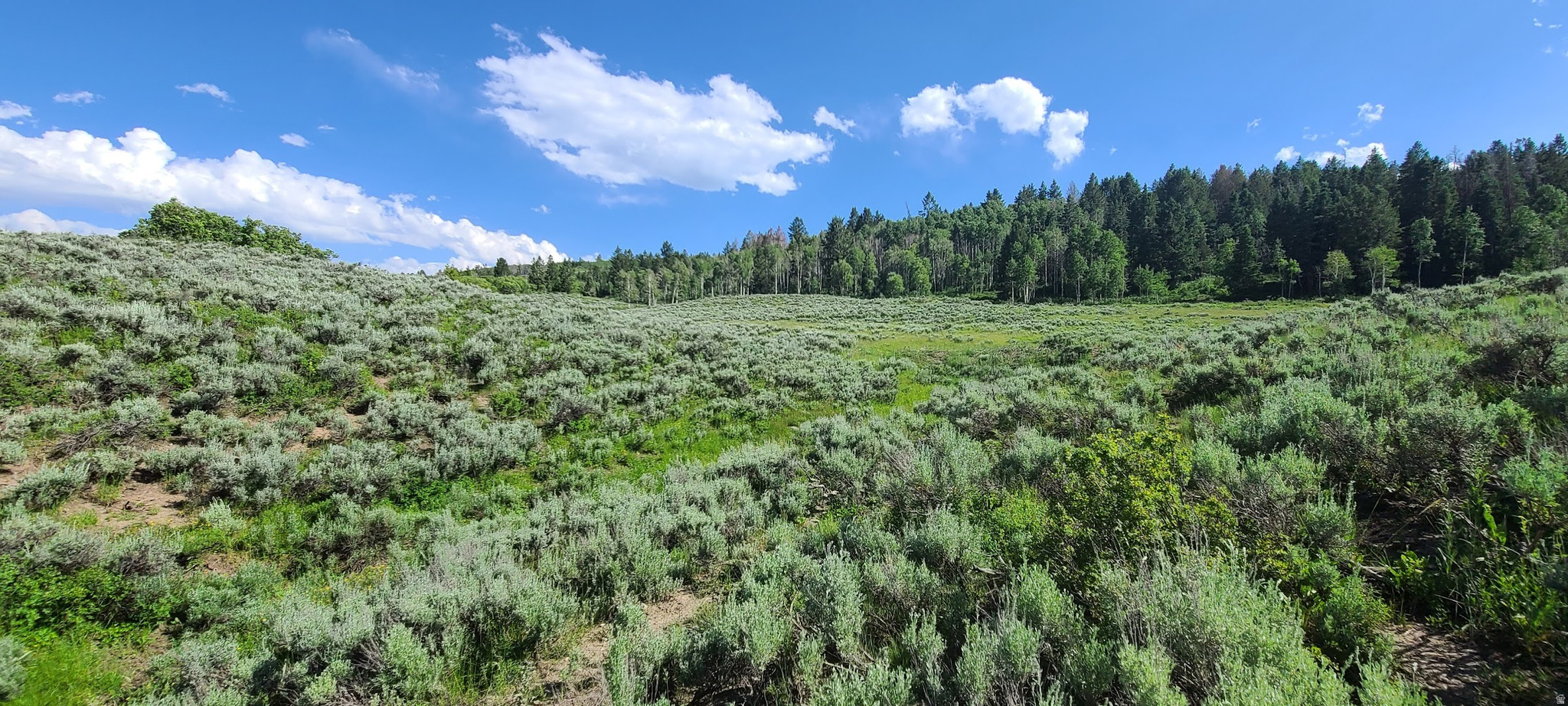 This sweet Lot C11 is located at the base of Soldier Summit Estates. Quaking Aspens northeast corner, spring runoff pond located southwest section, level to slight slope throughout lot with a small upper hill back edge that has your Quaking Aspens and a great area for your retreats for sunsets and mountain views. Owner surveyed property, year 2022. Lot is tagged with Orange tape on trees and sage, so get out and walk this lot to experience what this land offers from the backside looking South. Buyers are to verify all information.