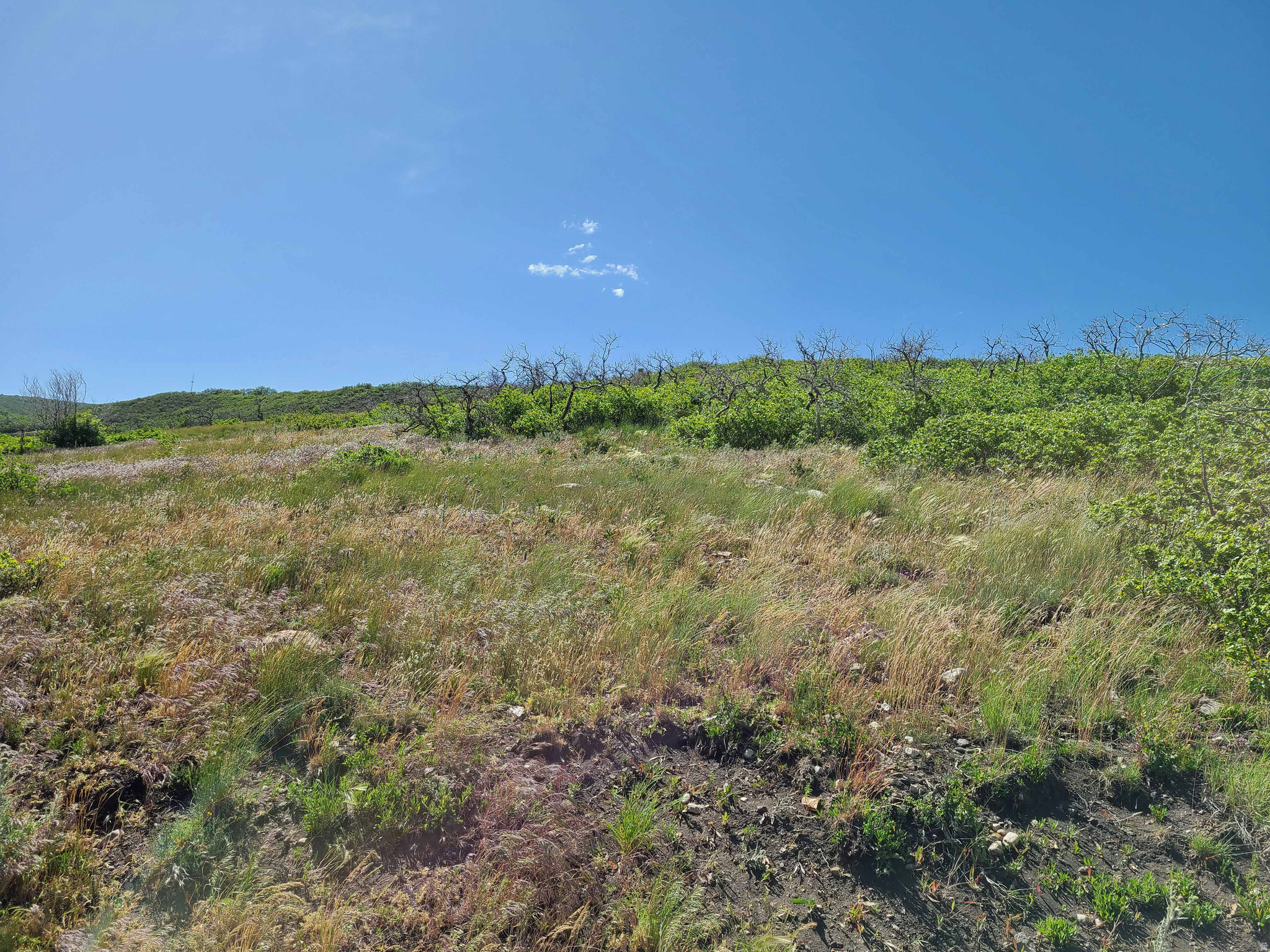 ELK RIDGE - Land