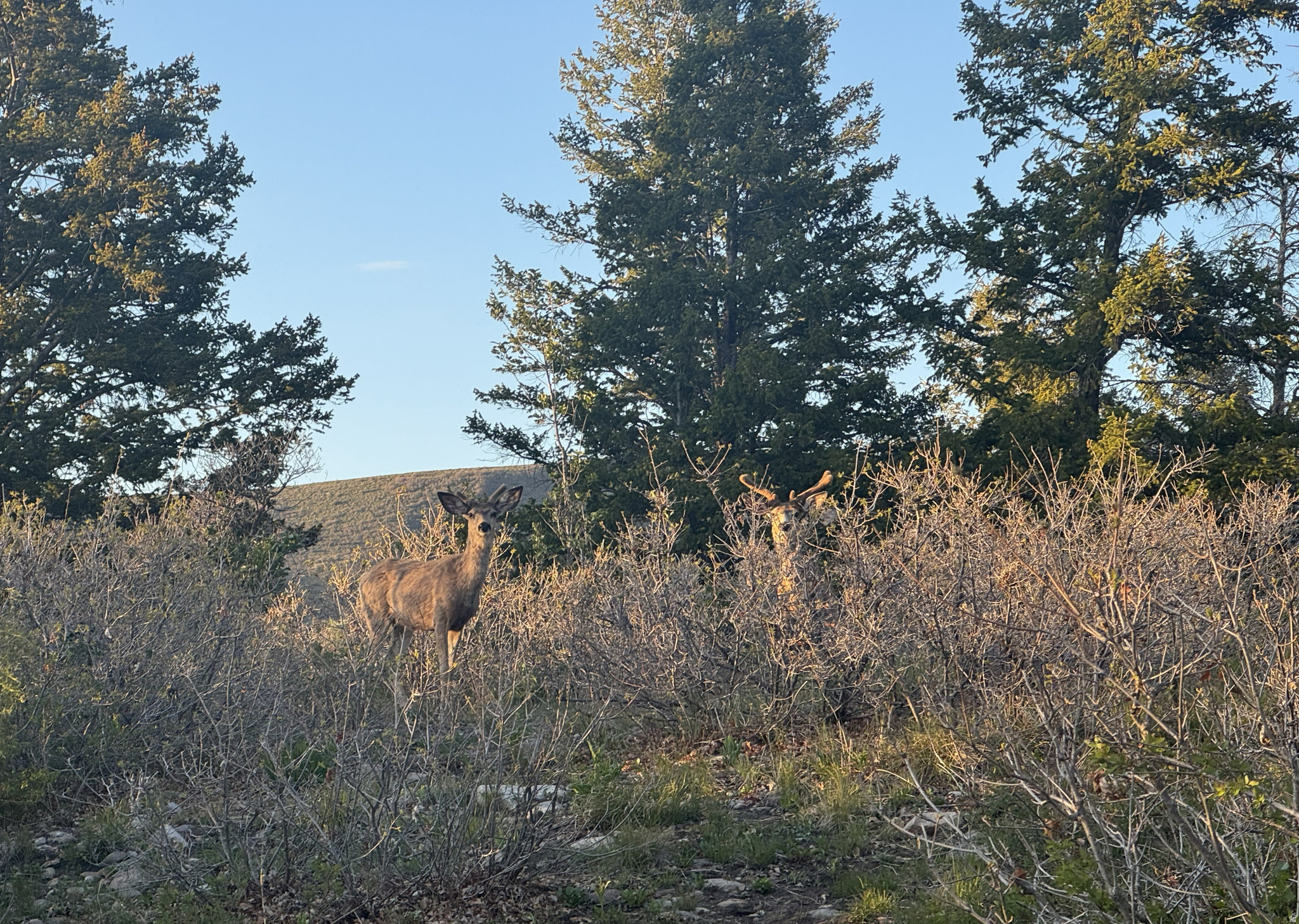TIMBER LAKES - Land