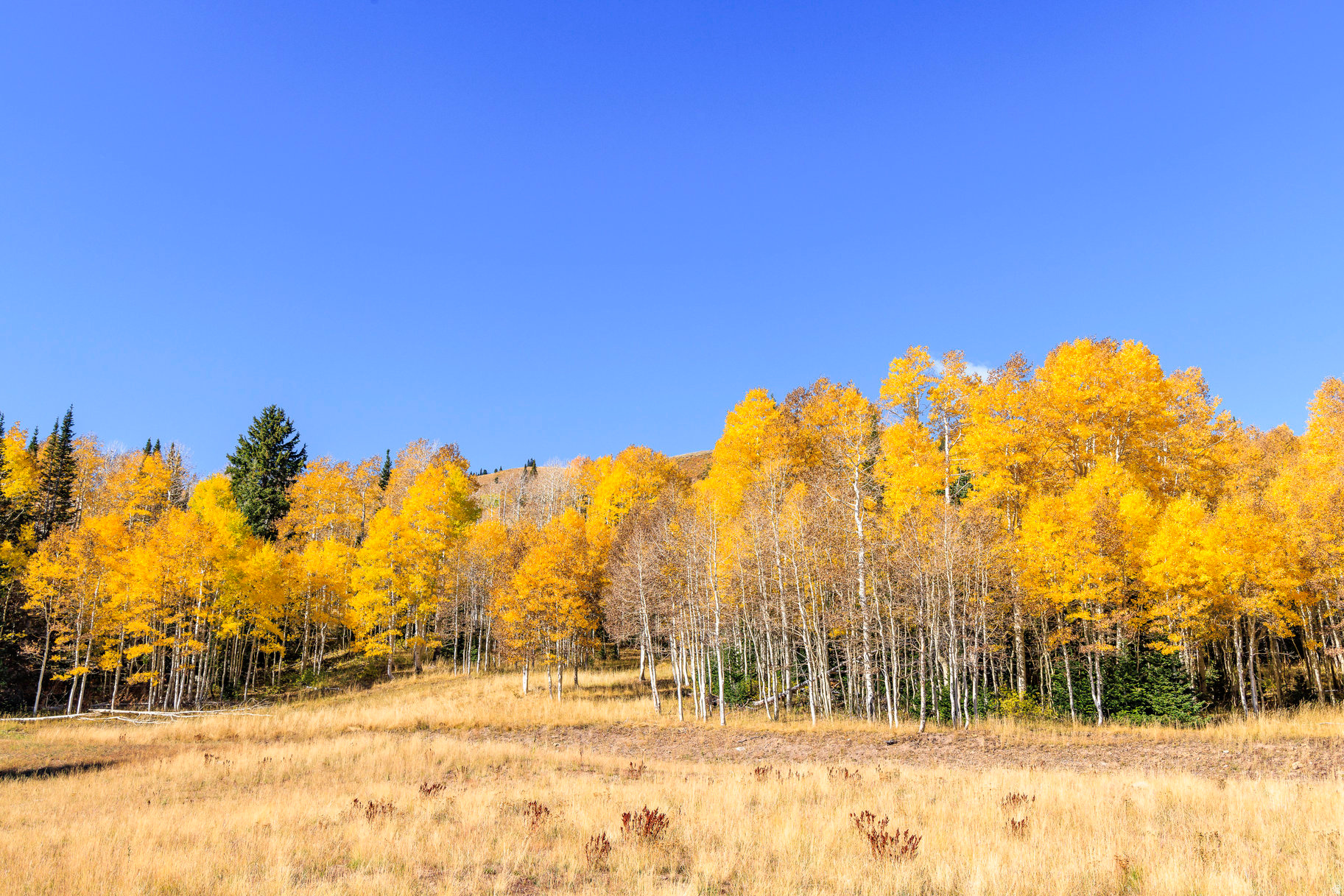 COLONY AT WHITE PINE CANYON - Land