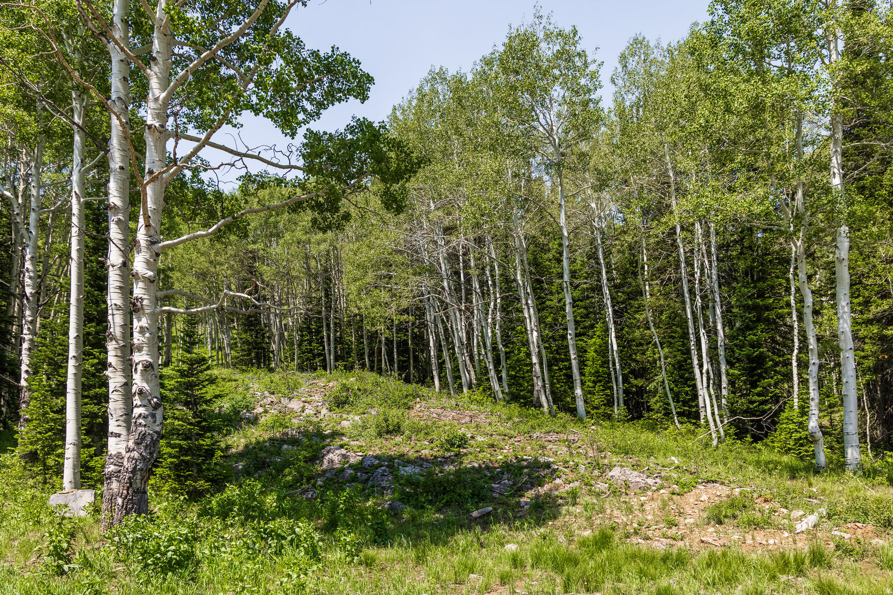 COLONY AT WHITE PINE CANYON - Land