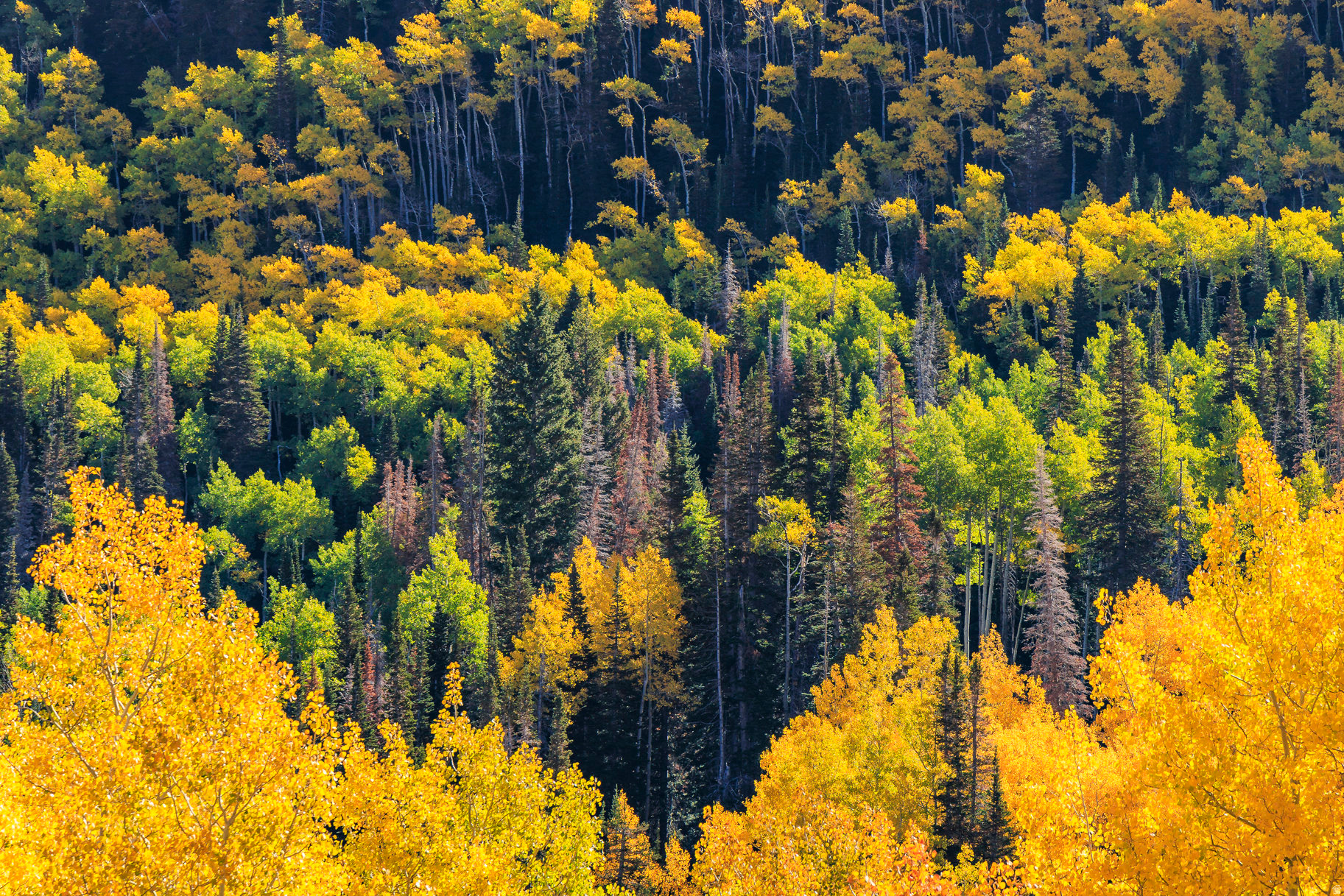 COLONY AT WHITE PINE CANYON - Land