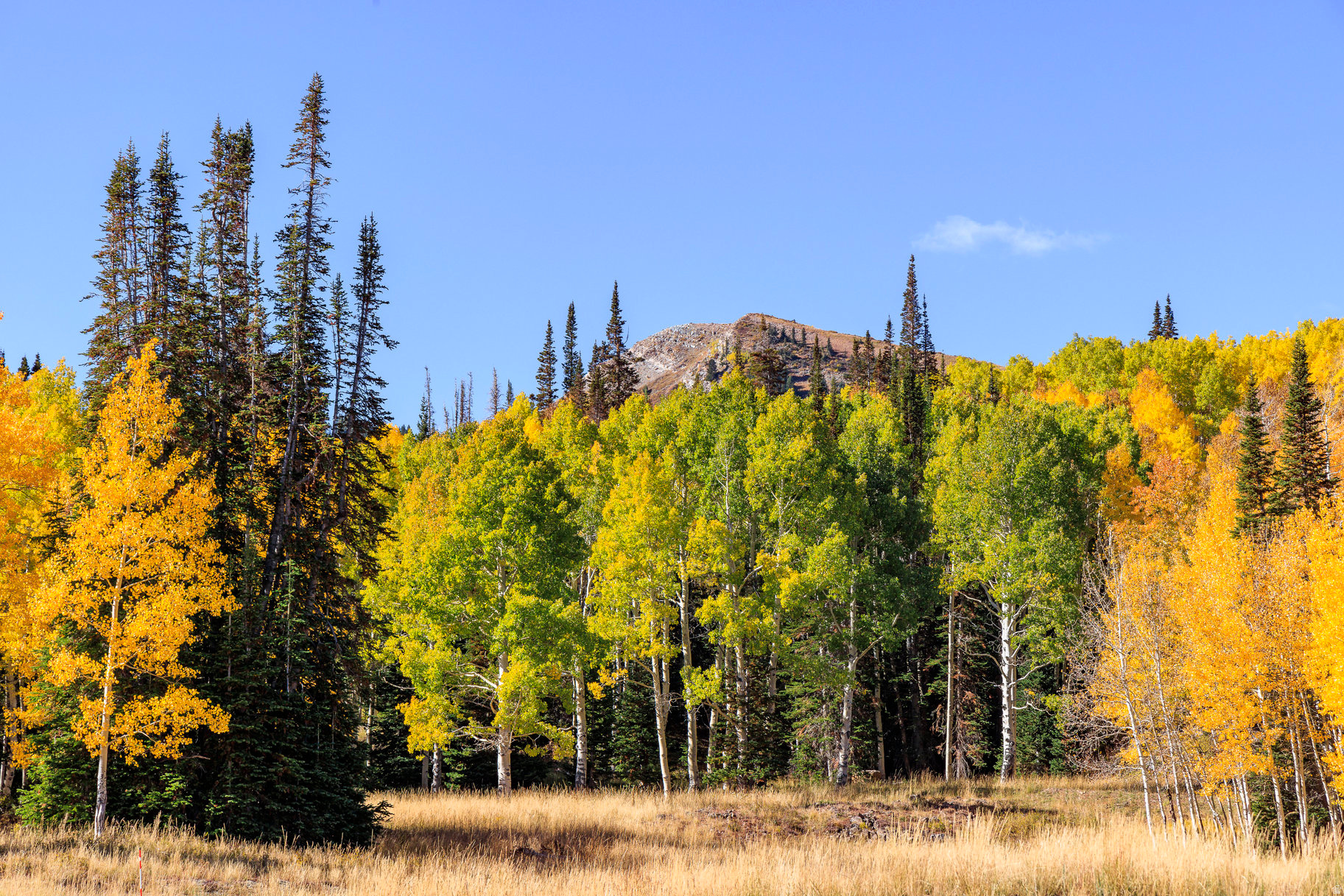 COLONY AT WHITE PINE CANYON - Land