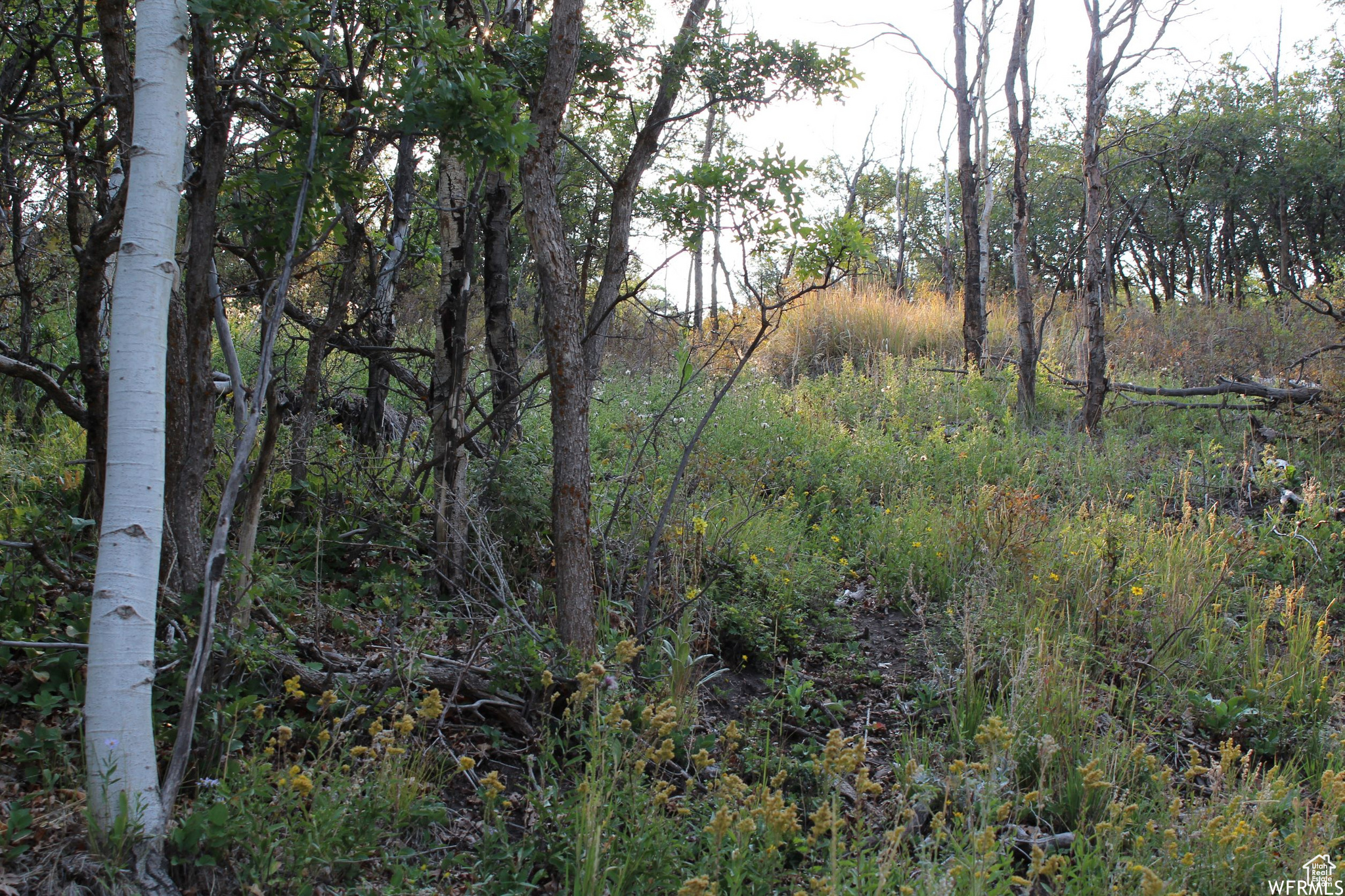 TIMBER LAKES - Land