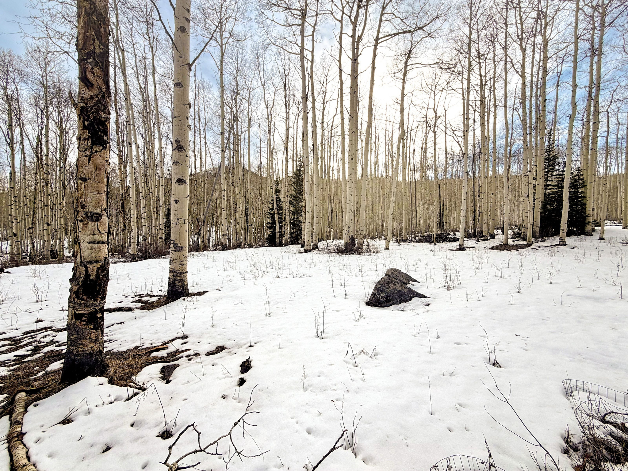 Build your mountain retreat in a quaking aspen grove surrounded by wildlife and nature just over the back slope of Deer Valley Resort. This is a rare opportunity to purchase a private, flat lot in Brighton Estates. Just shy of a half acre, the property offers ample flexibility for your mountain home's design and creativity.  This setting offers both convenience and adventure, with easy proximity to the main paved road leading to Park City, Big Cottonwood Canyon, and the Heber Valley, and close access to the renowned Bonanza Flats protected open space.  Brighton Estates is known for its incredible trail access - hiking and biking through wildflowers in summer and golden aspens in fall - with seasonal access to Midway, Deer Valley, and Park City. In winter, when the road closes, the neighborhood transforms into your own quiet snow globe, accessible only by snowmobile, with exceptional backcountry skiing, snowshoeing, and a true mountain community experience.