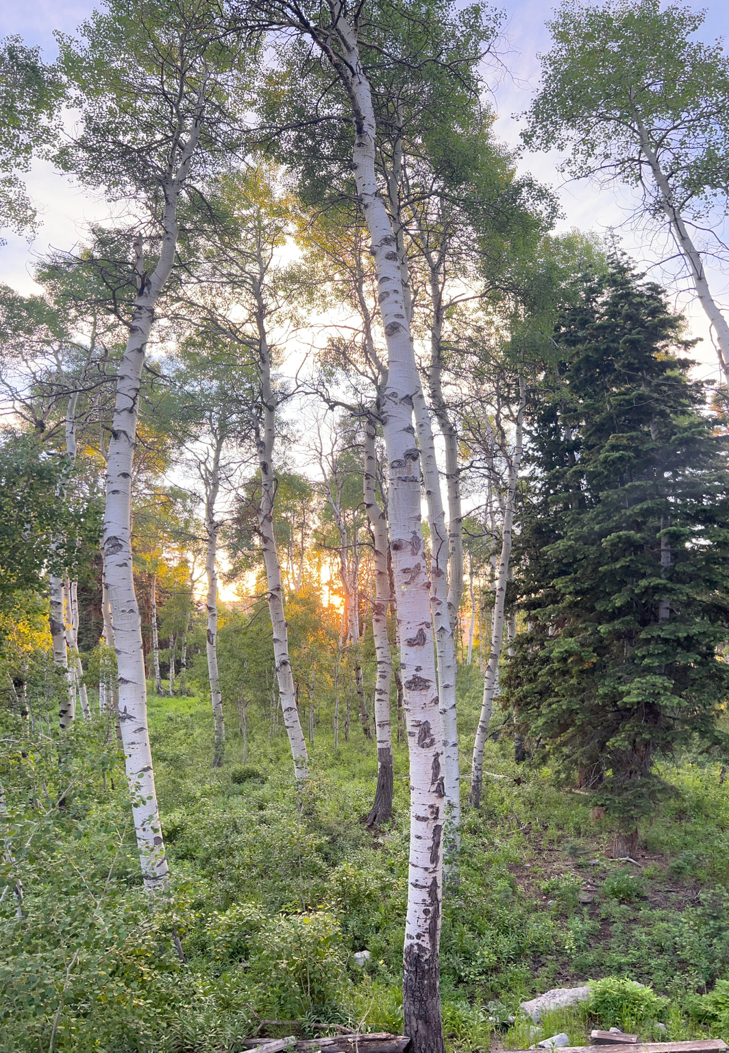 TIMBER LAKES - Residential