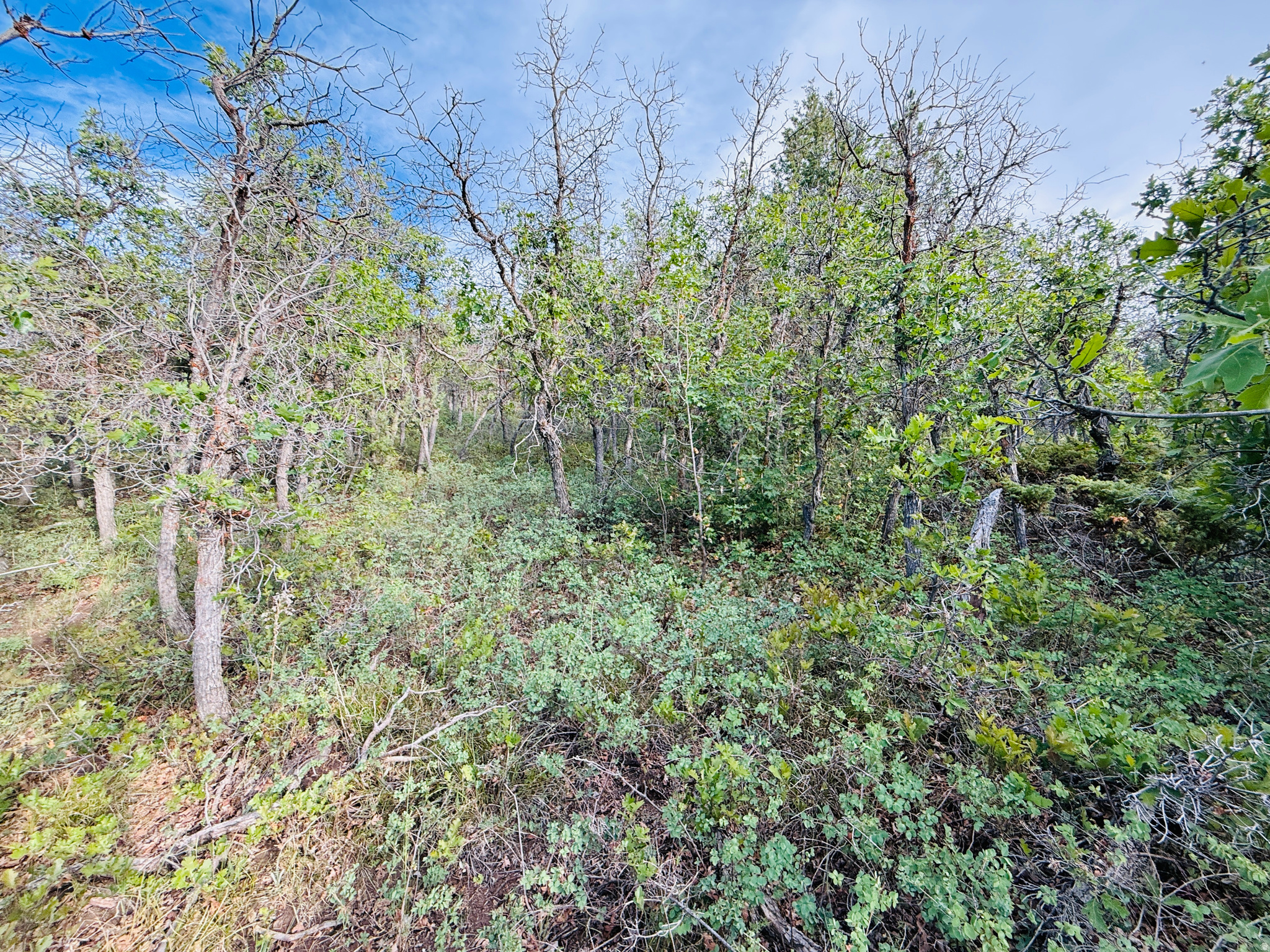 SKYLINE ACRES - Land