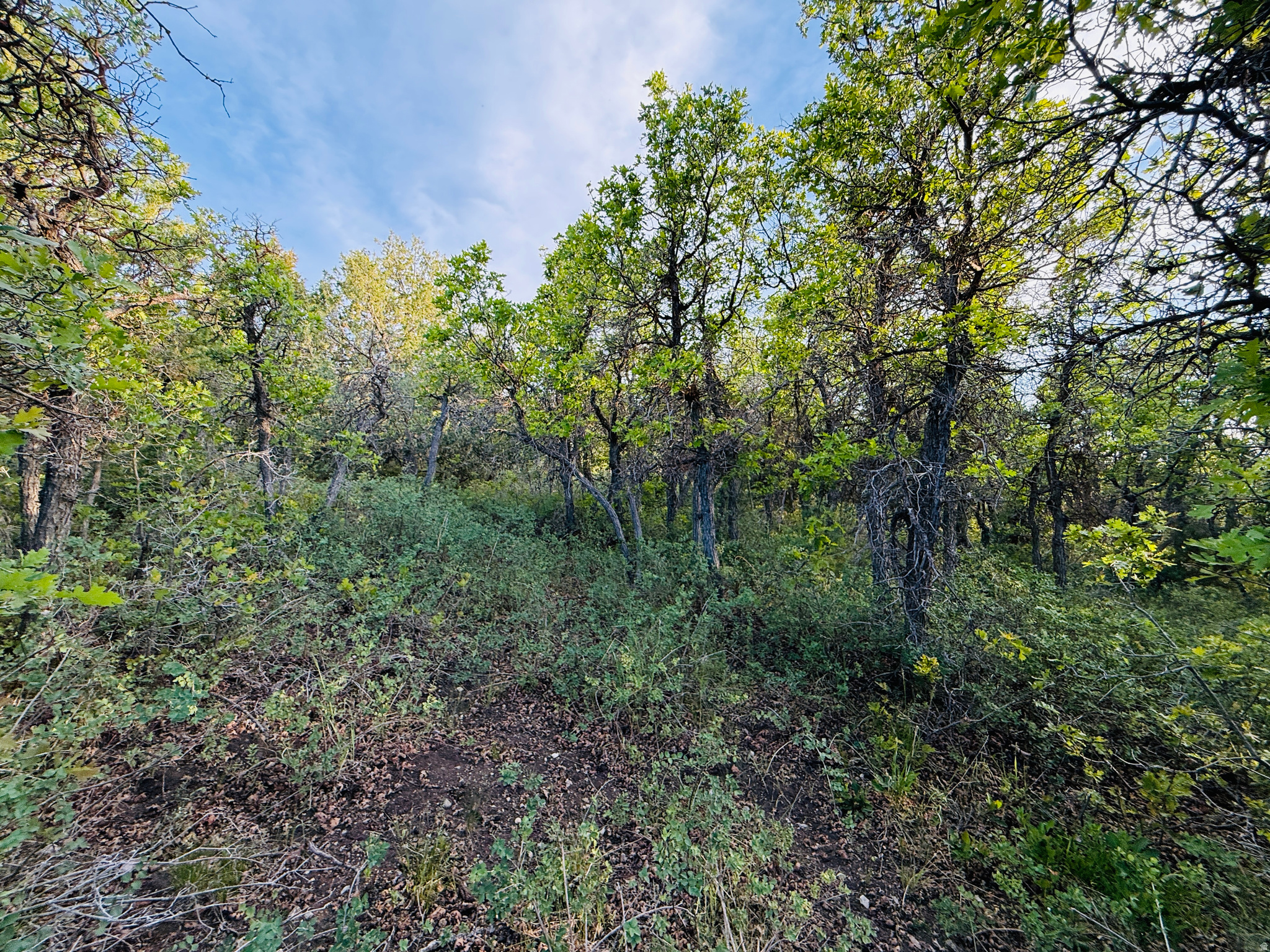 SKYLINE ACRES - Land