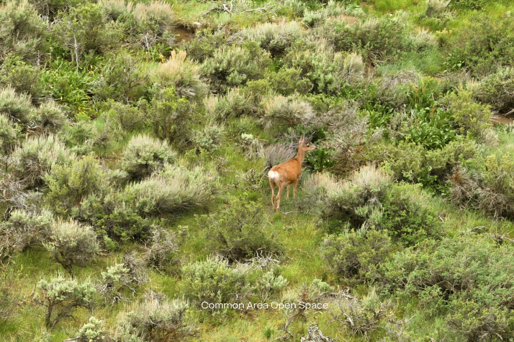 MOUNTAIN RANCH ESTATES - Land