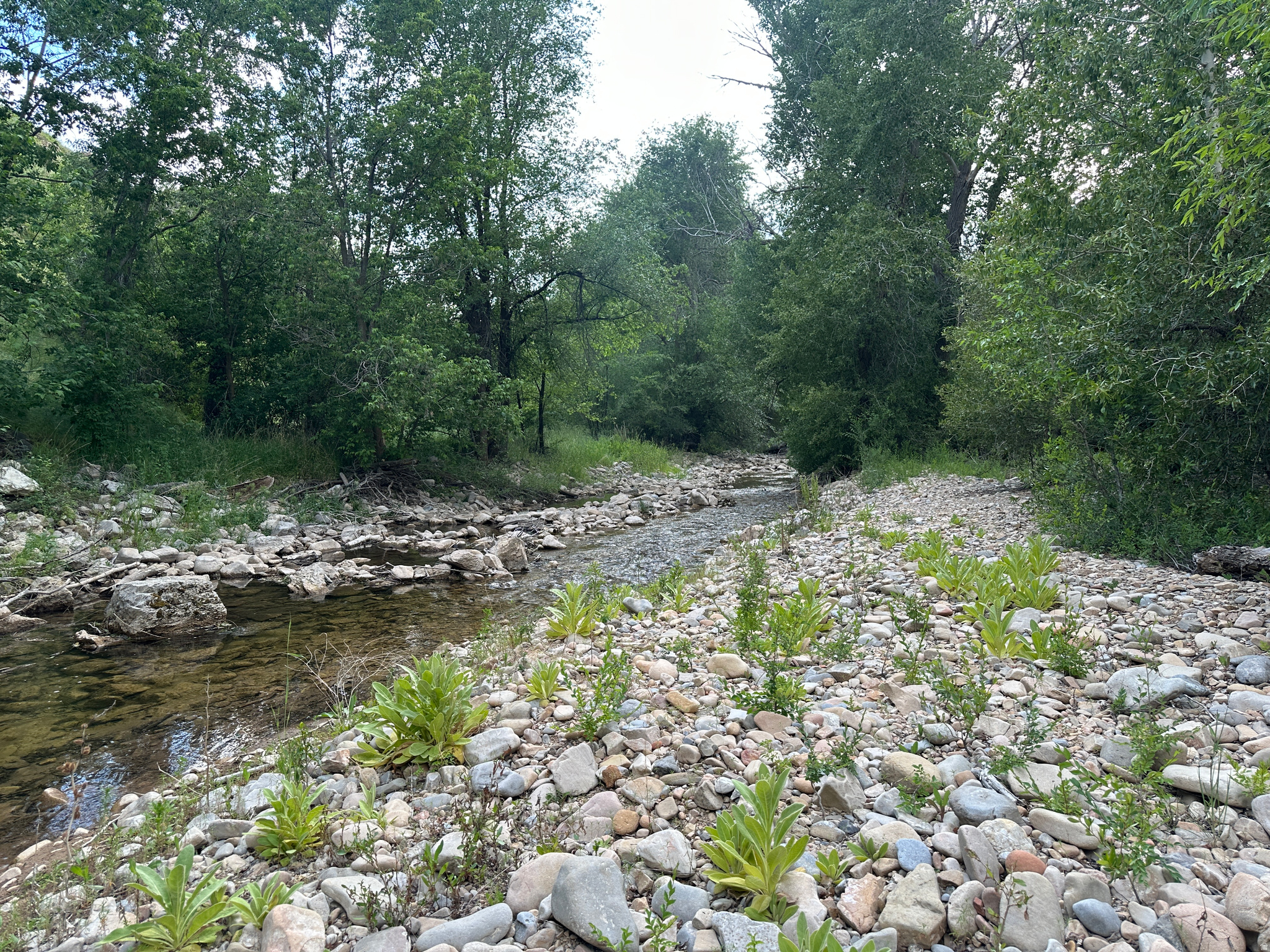 MEADOWS AT HOBBLE CREEK - Residential