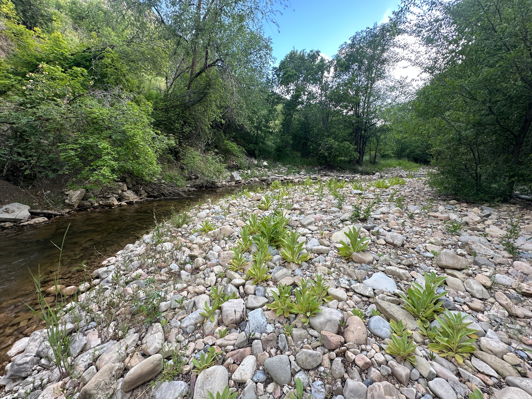 MEADOWS AT HOBBLE CREEK - Residential
