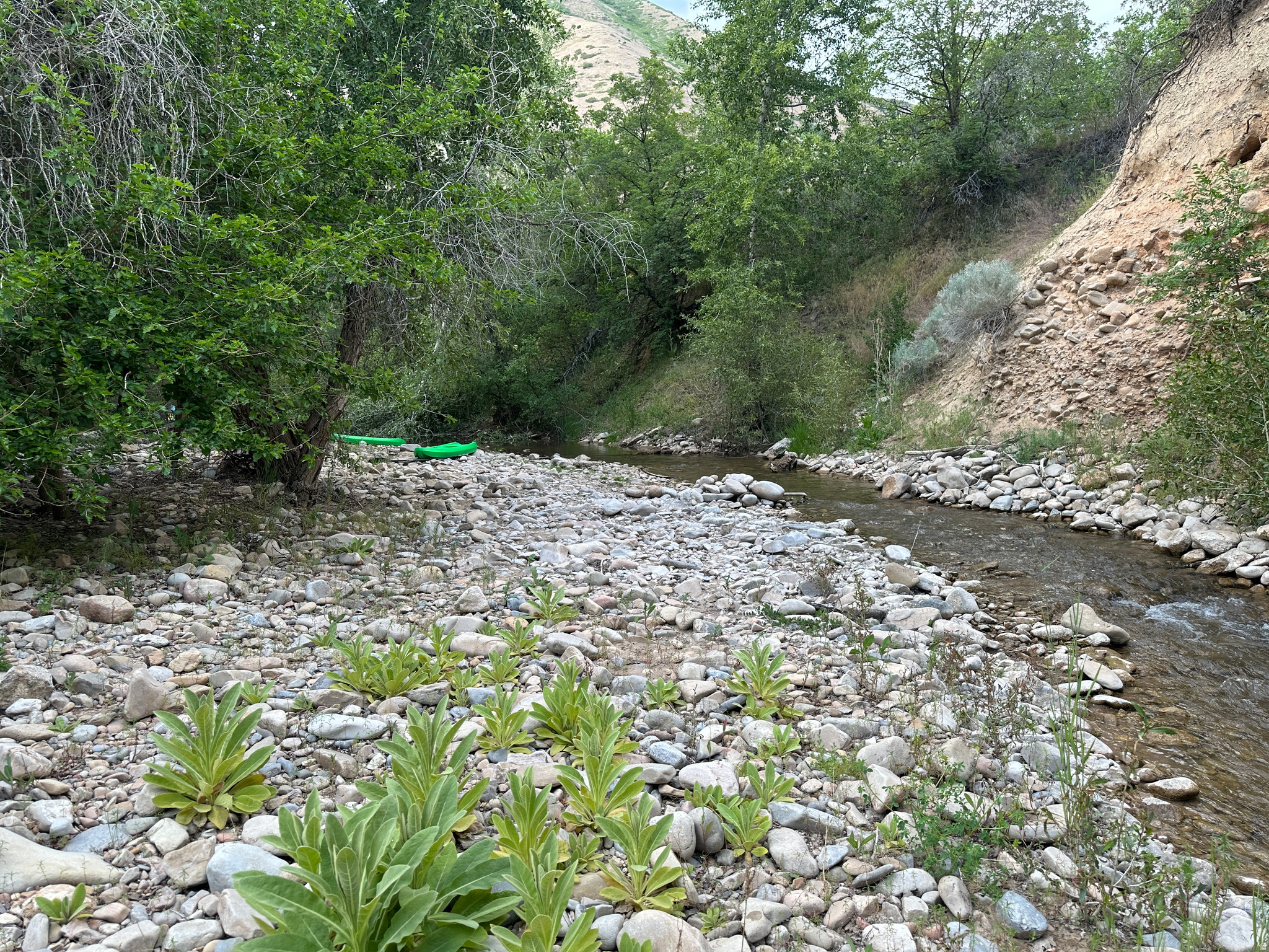 MEADOWS AT HOBBLE CREEK - Residential