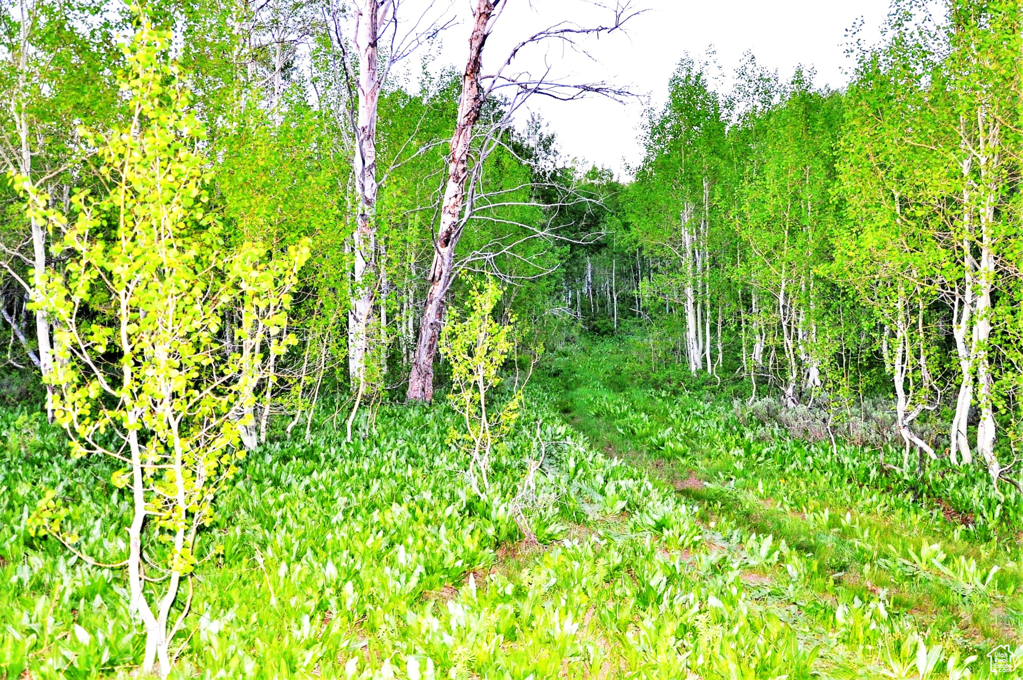 SUNRIDGE RANCHES - Land