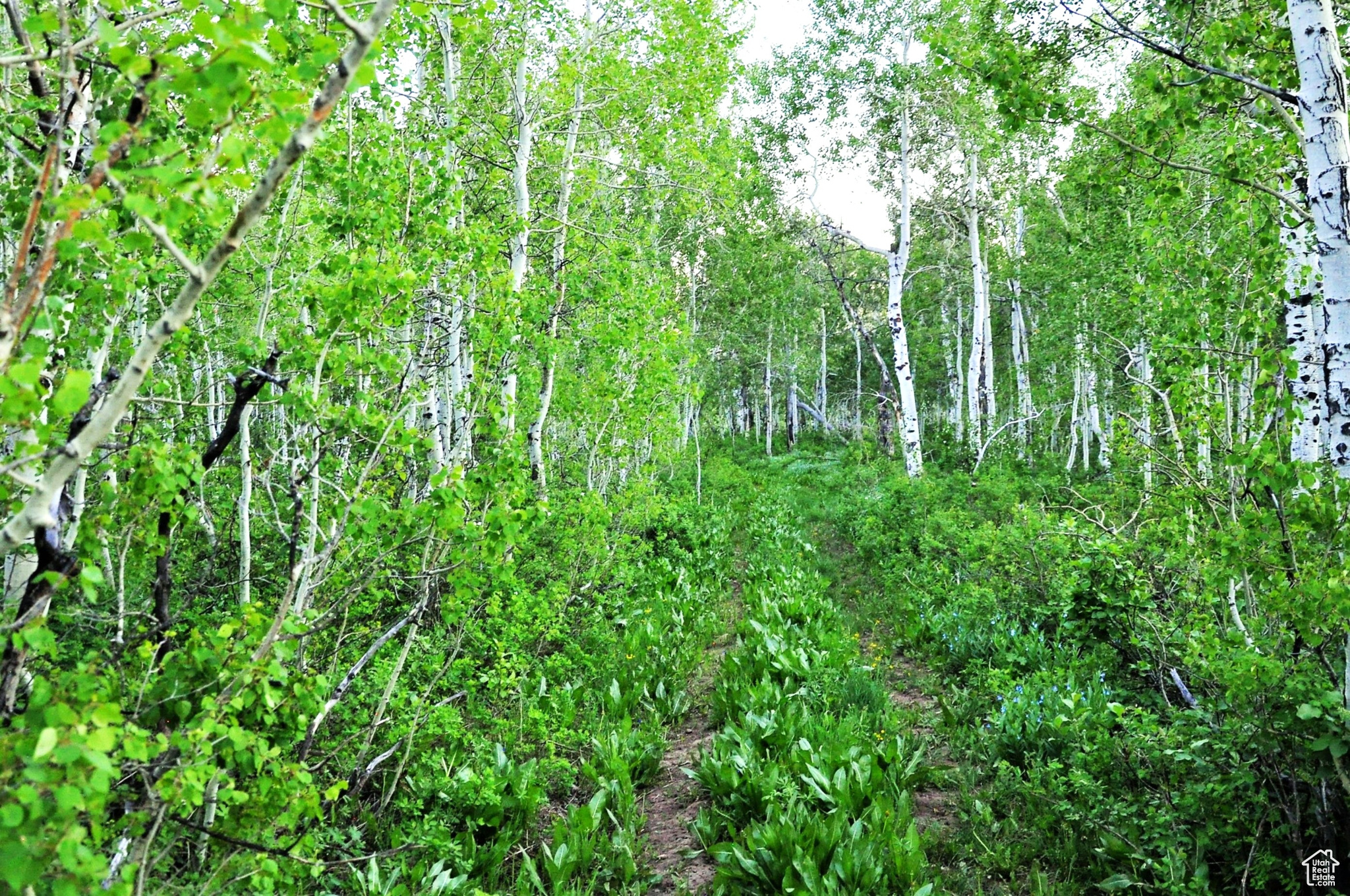 SUNRIDGE RANCHES - Land