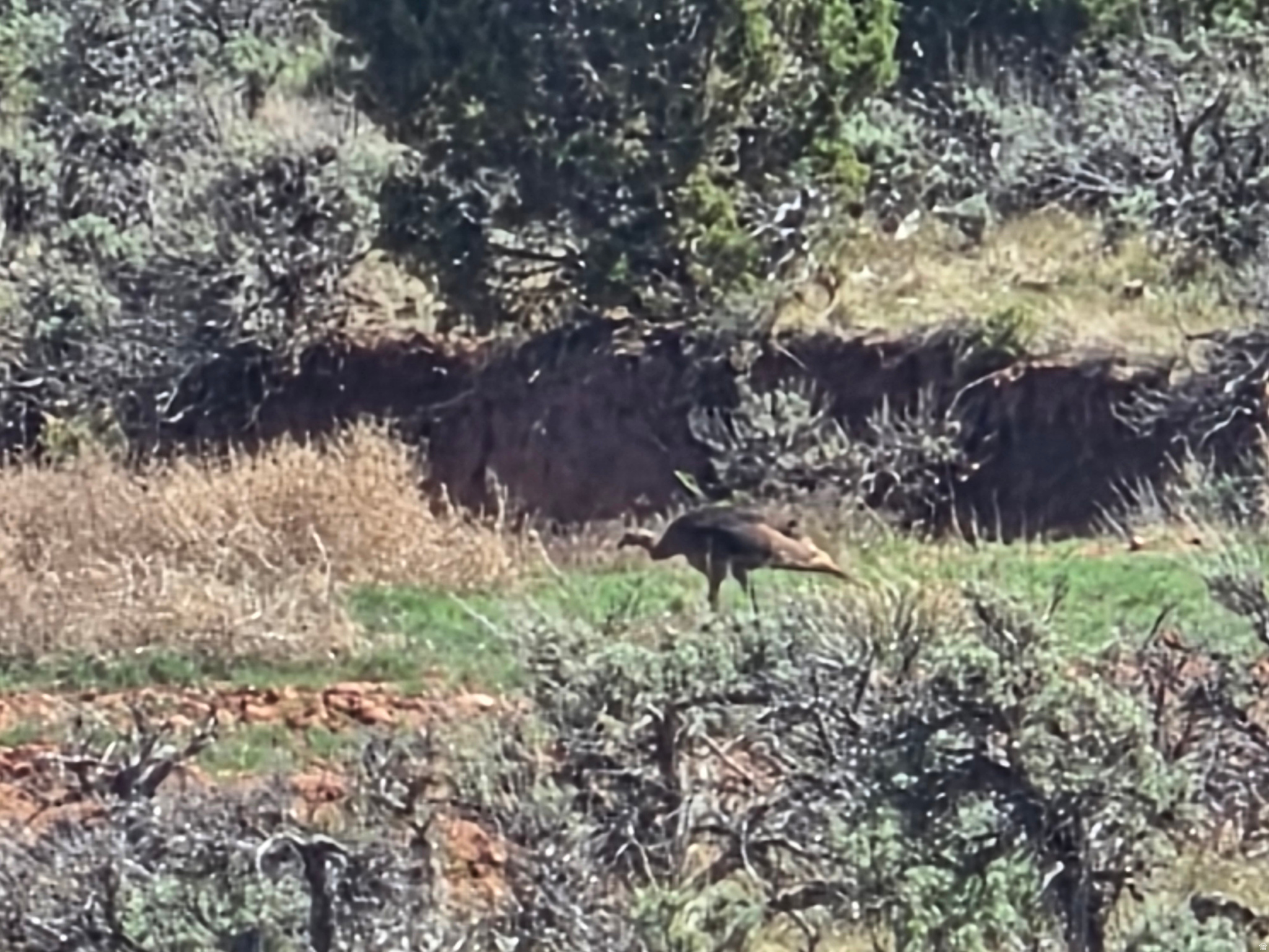 OAK HILLS RANCH - Land