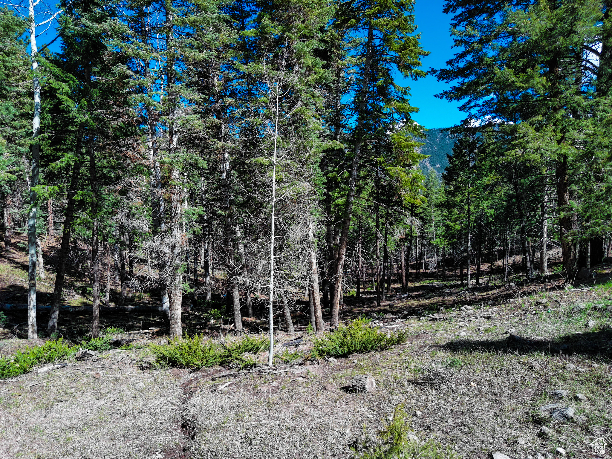 WHISPERING PINES - Land