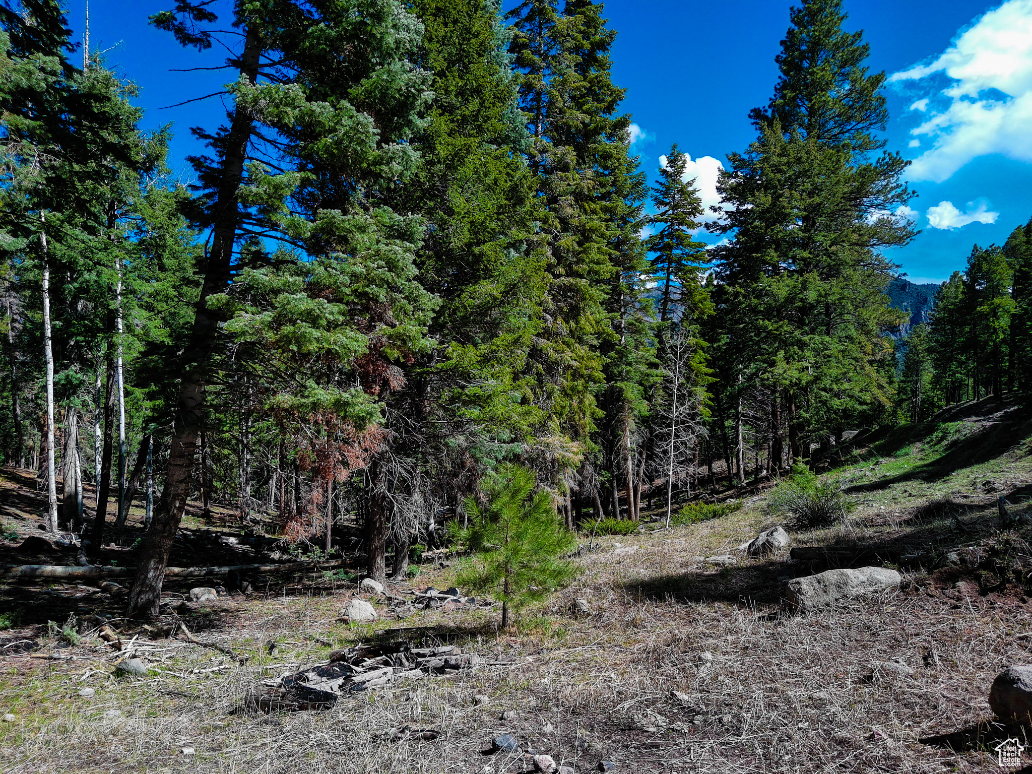 WHISPERING PINES - Land
