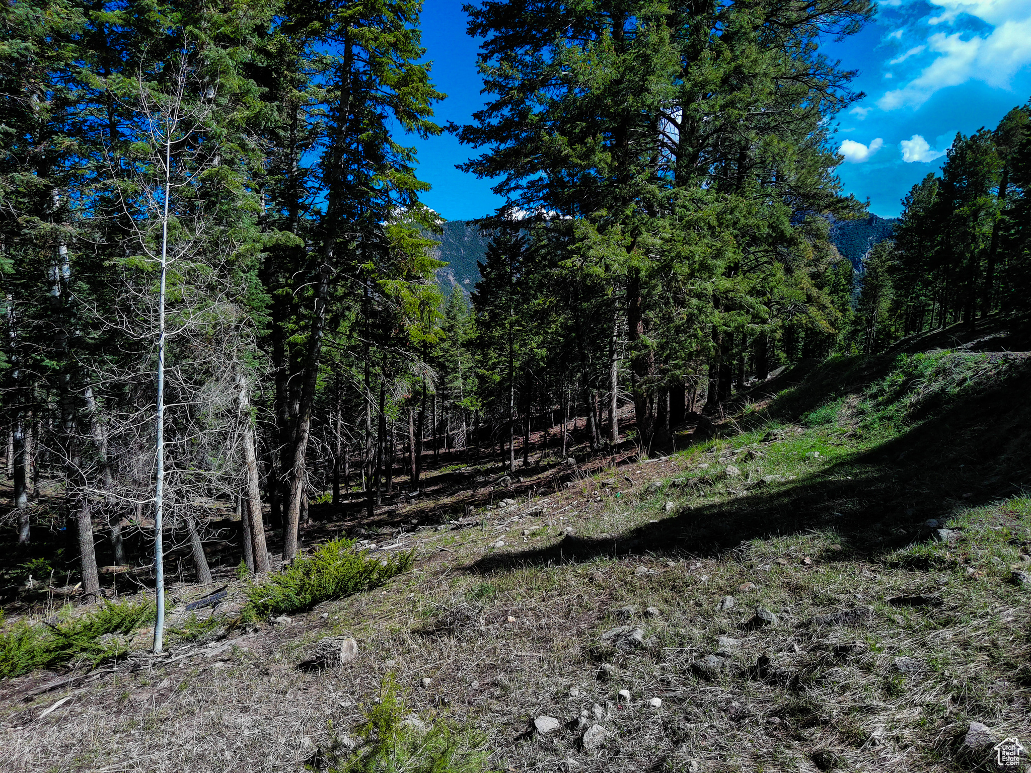 WHISPERING PINES - Land