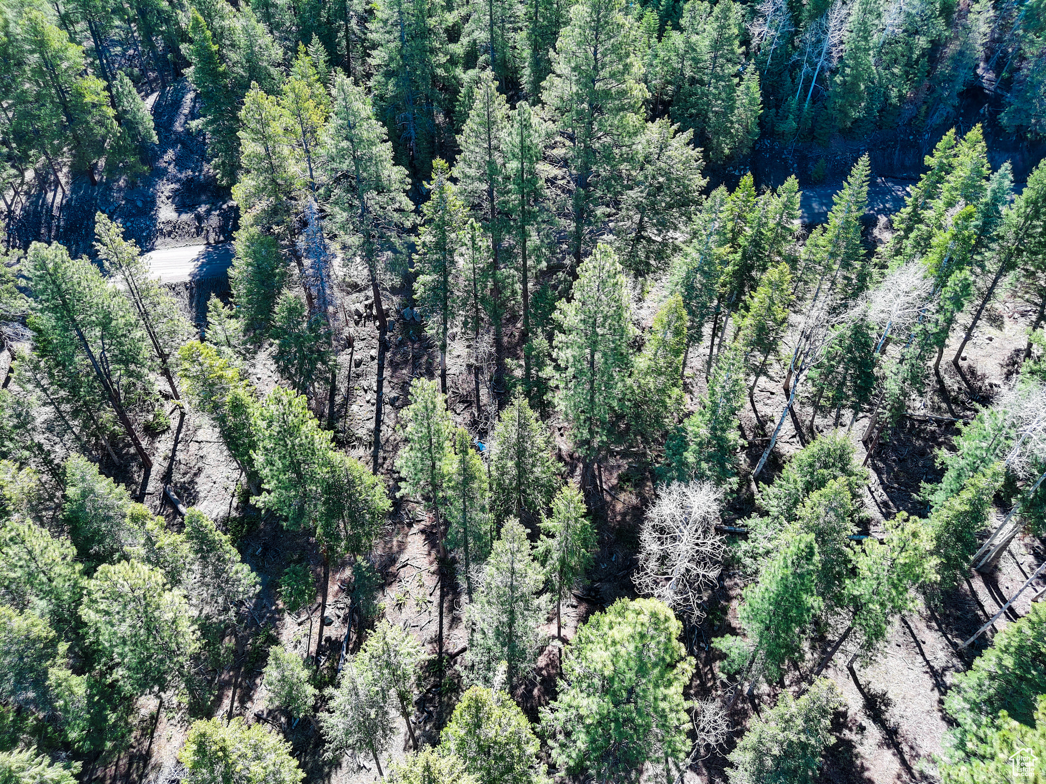 WHISPERING PINES - Land