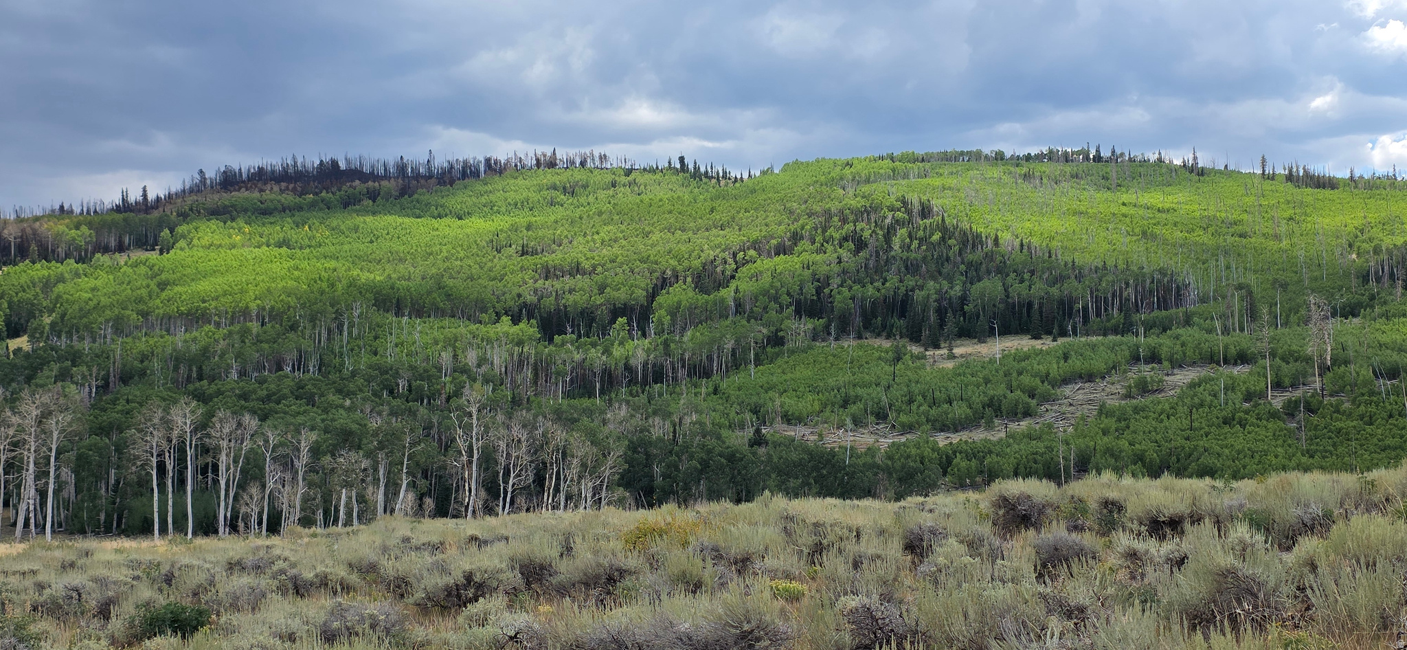 Pristine mountain land for a cabin site or camping.  This lot has aa intermittent spring. This amazing un-touched natural Aspen and Pine forest was missed by the Monroe mtn fire 2025. It features beautiful mature Pine and Aspen groves with views over 100 miles to the north.  There are several locations on this lot that would be incredible sites for a cabin or camping site.  About a 40 Minute drive from Richfield on the north end of the Monroe Mountain. Roads are roughed in and current access to this lot is 4 wheel drive, roads will be improved as summer sales progress.