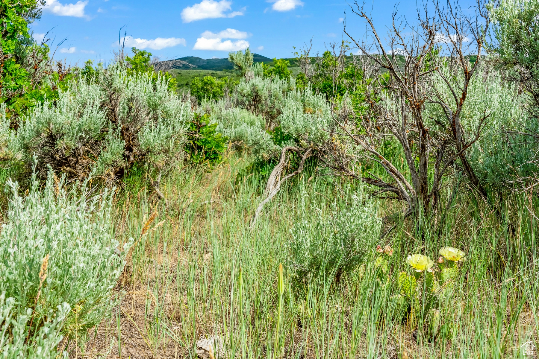 BLUE SAGE RANCH - Land