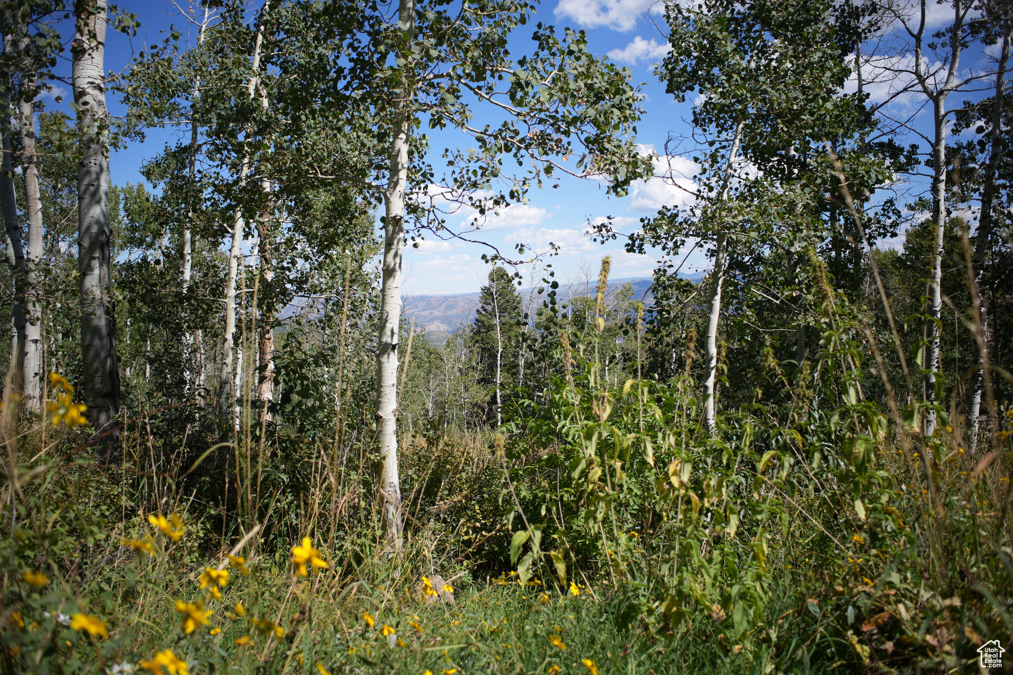 FOREST MEADOW RANCH - Land