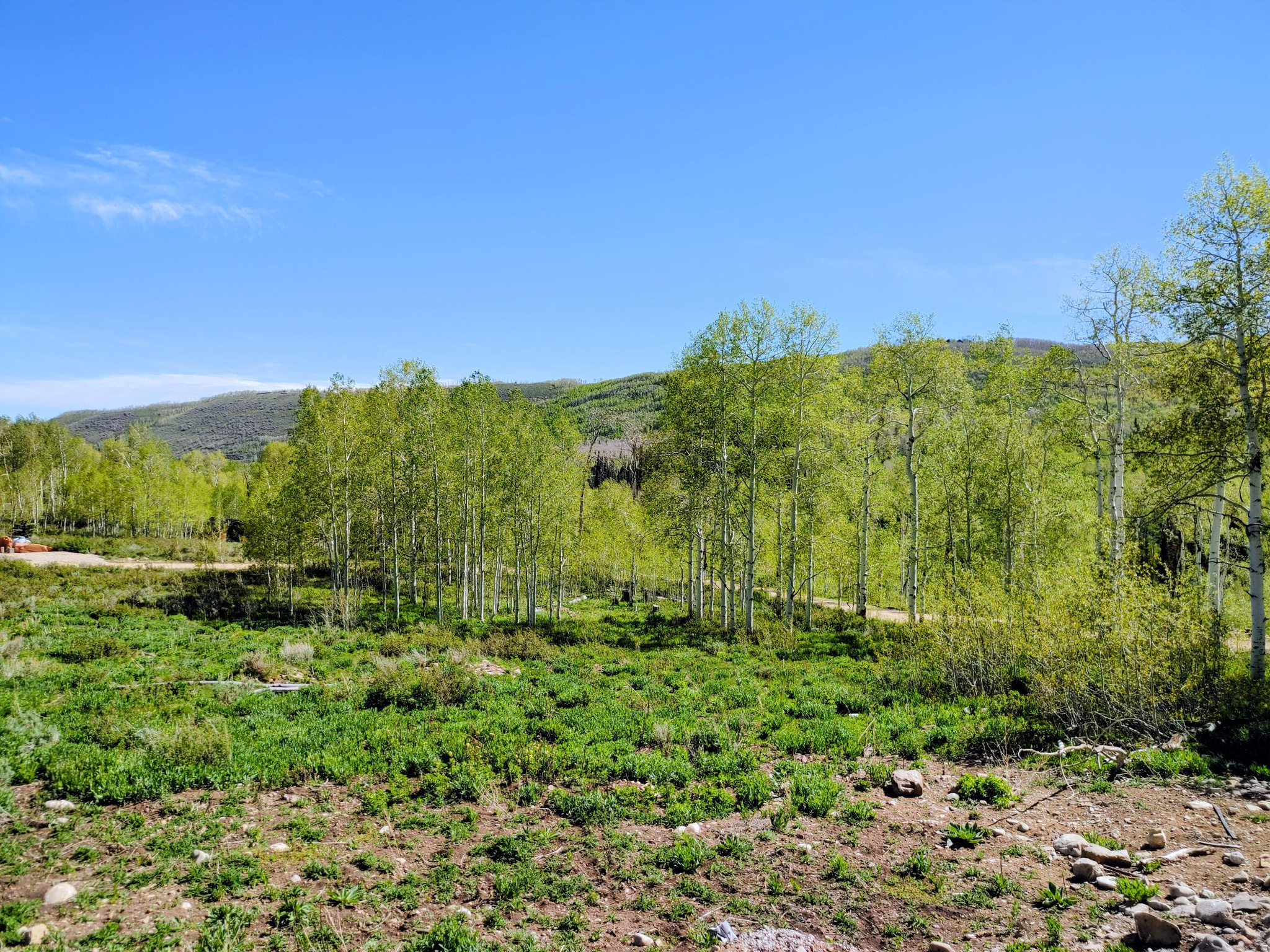 TIMBER LAKES - Residential