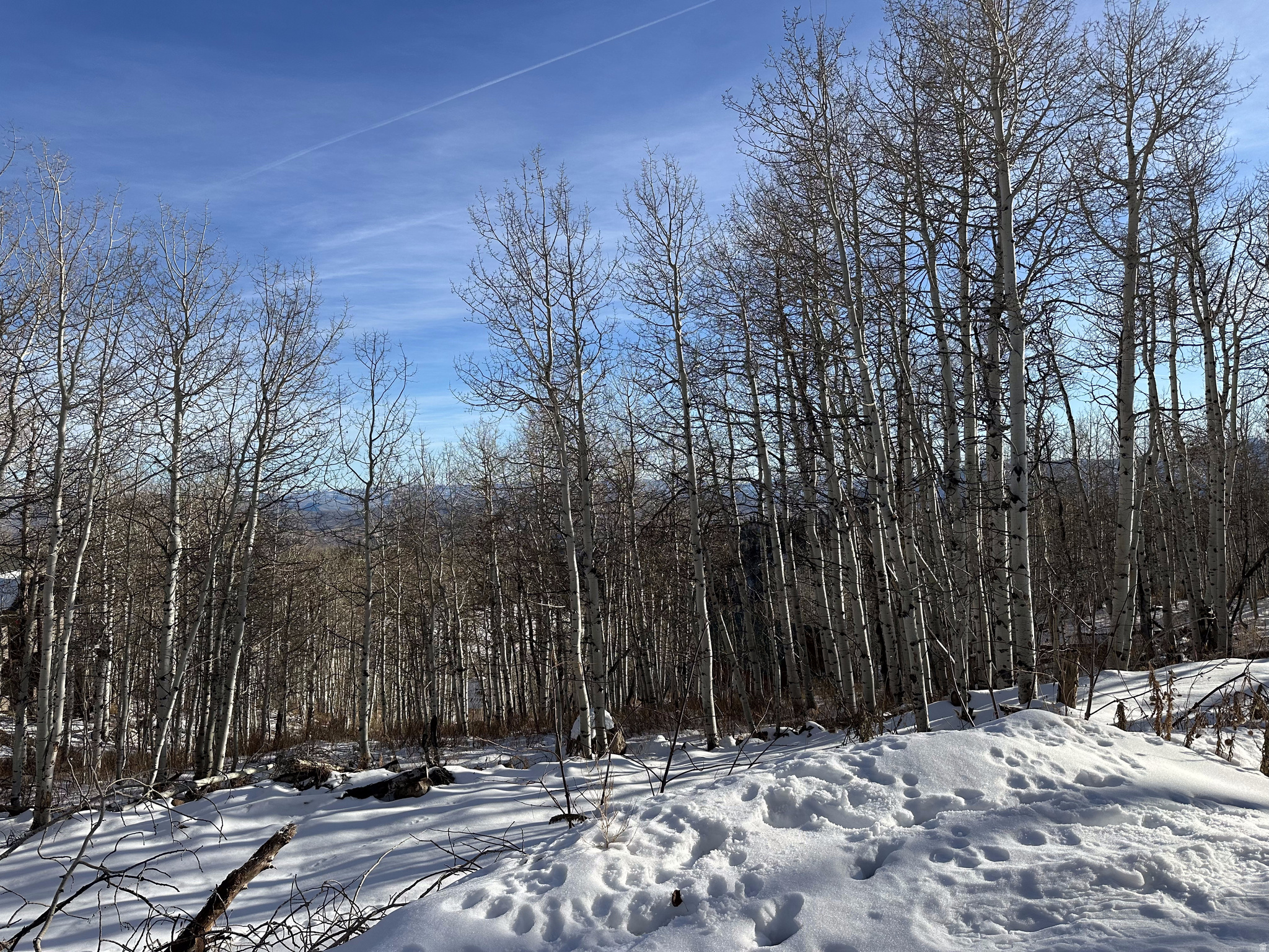 PINE MEADOW RANCH - Residential