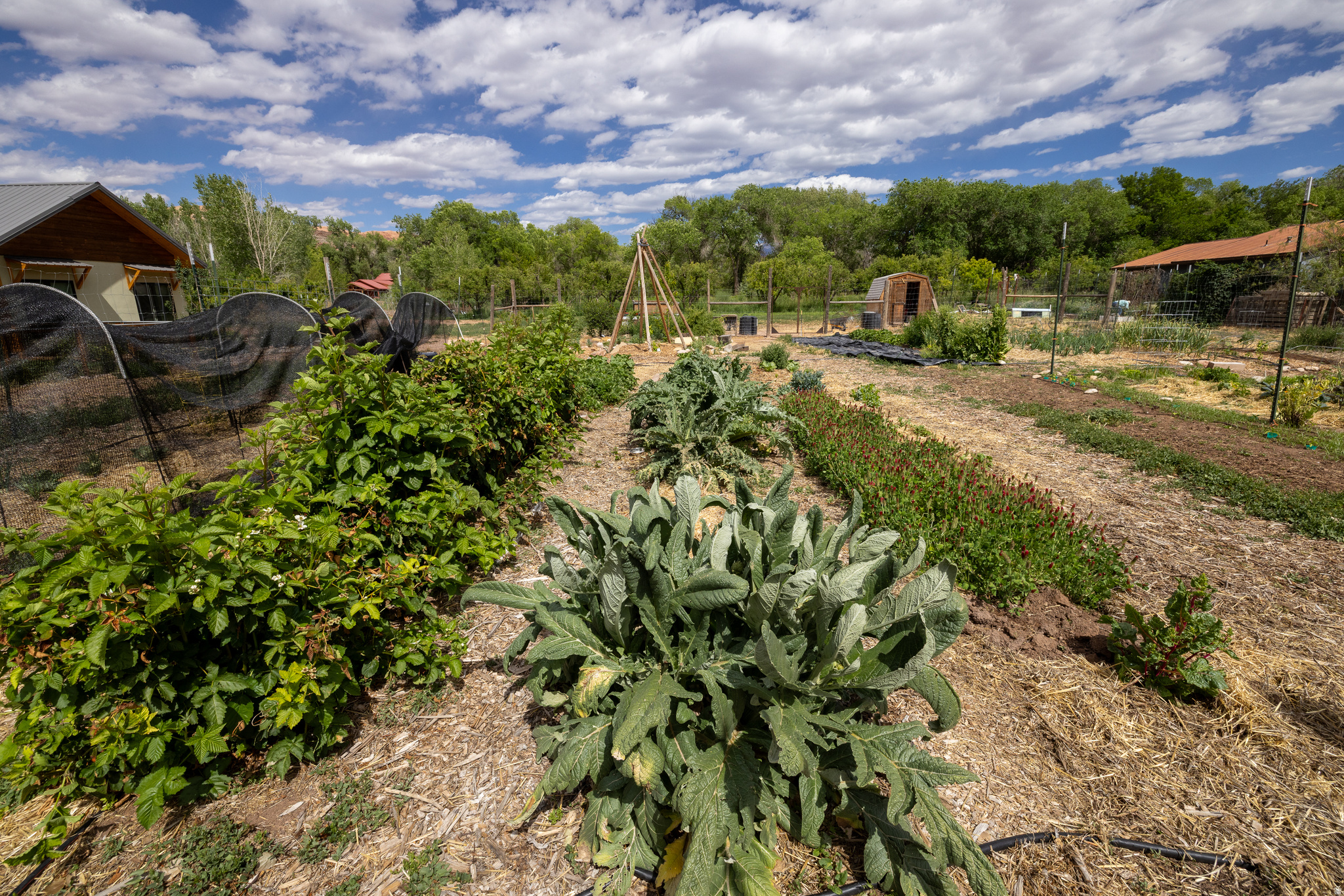 MULBERRY GROVE - Land