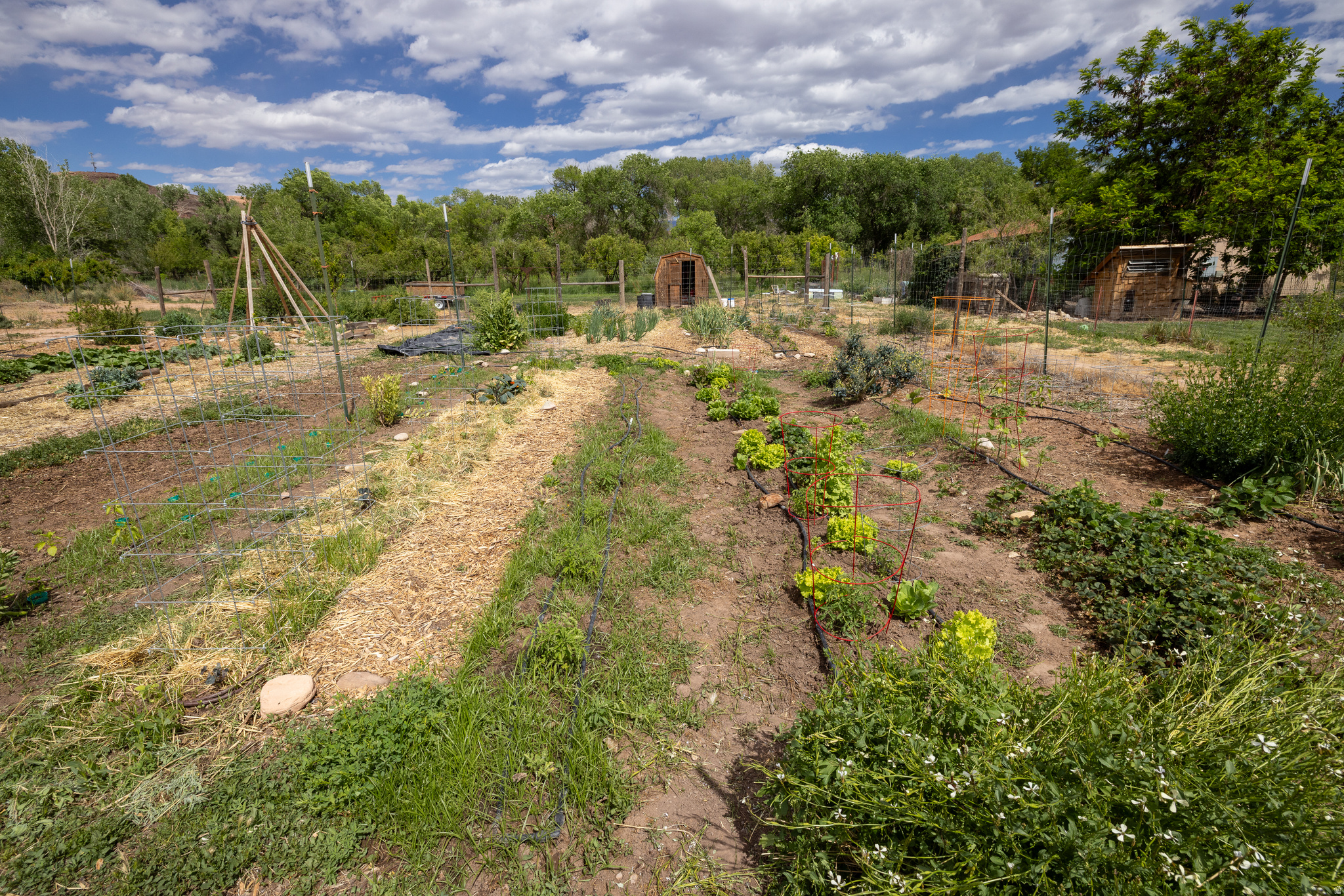 MULBERRY GROVE - Land