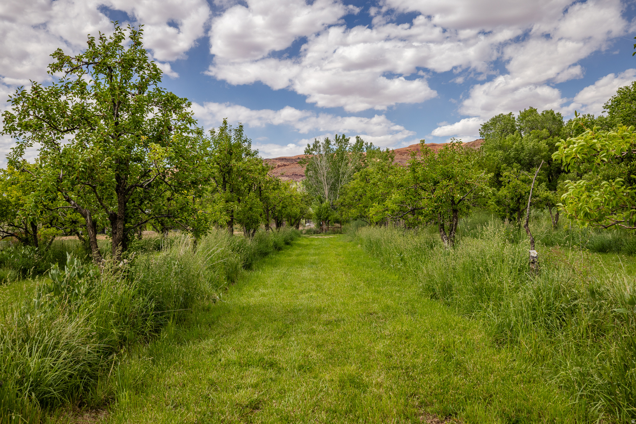 MULBERRY GROVE - Land