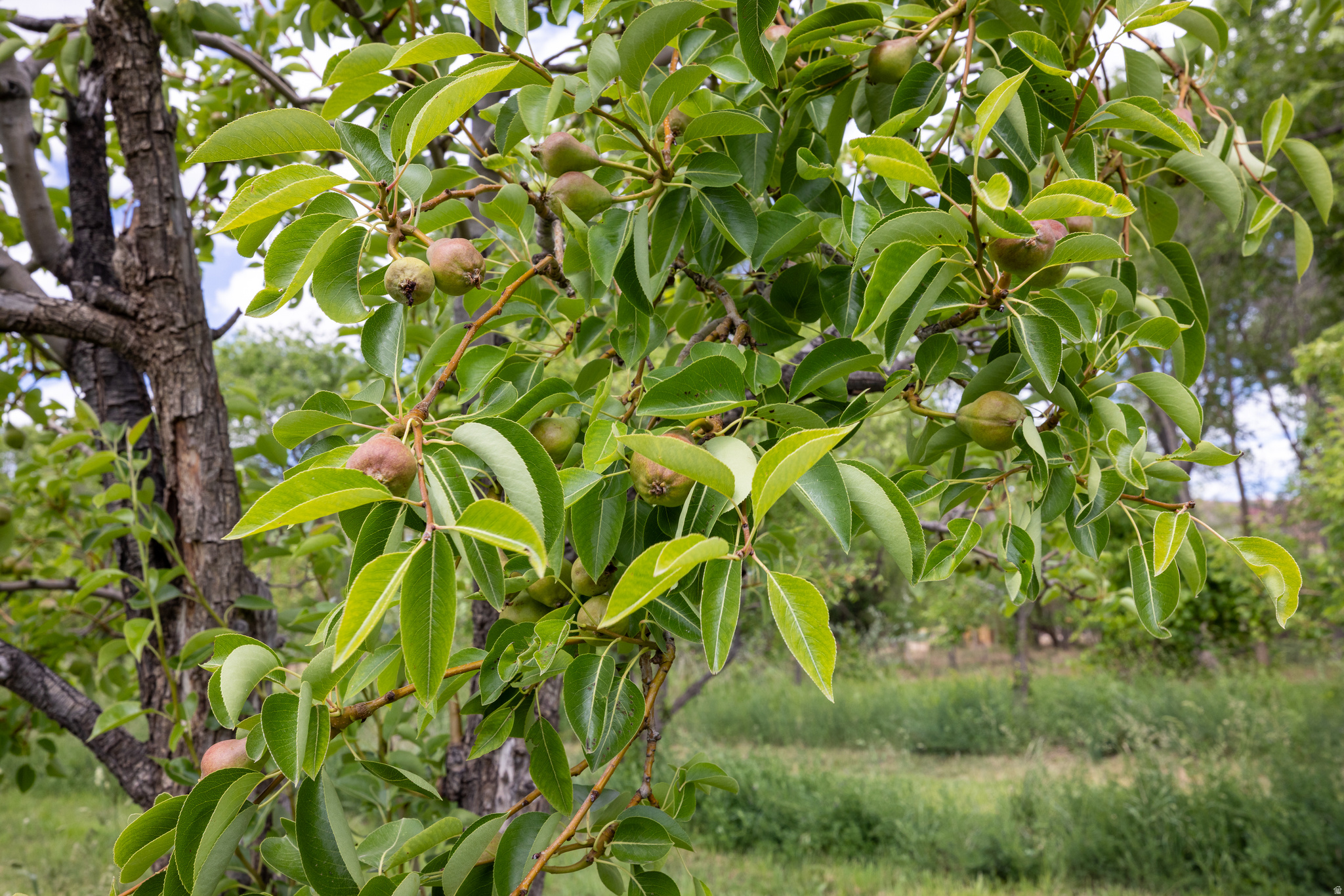 MULBERRY GROVE - Land
