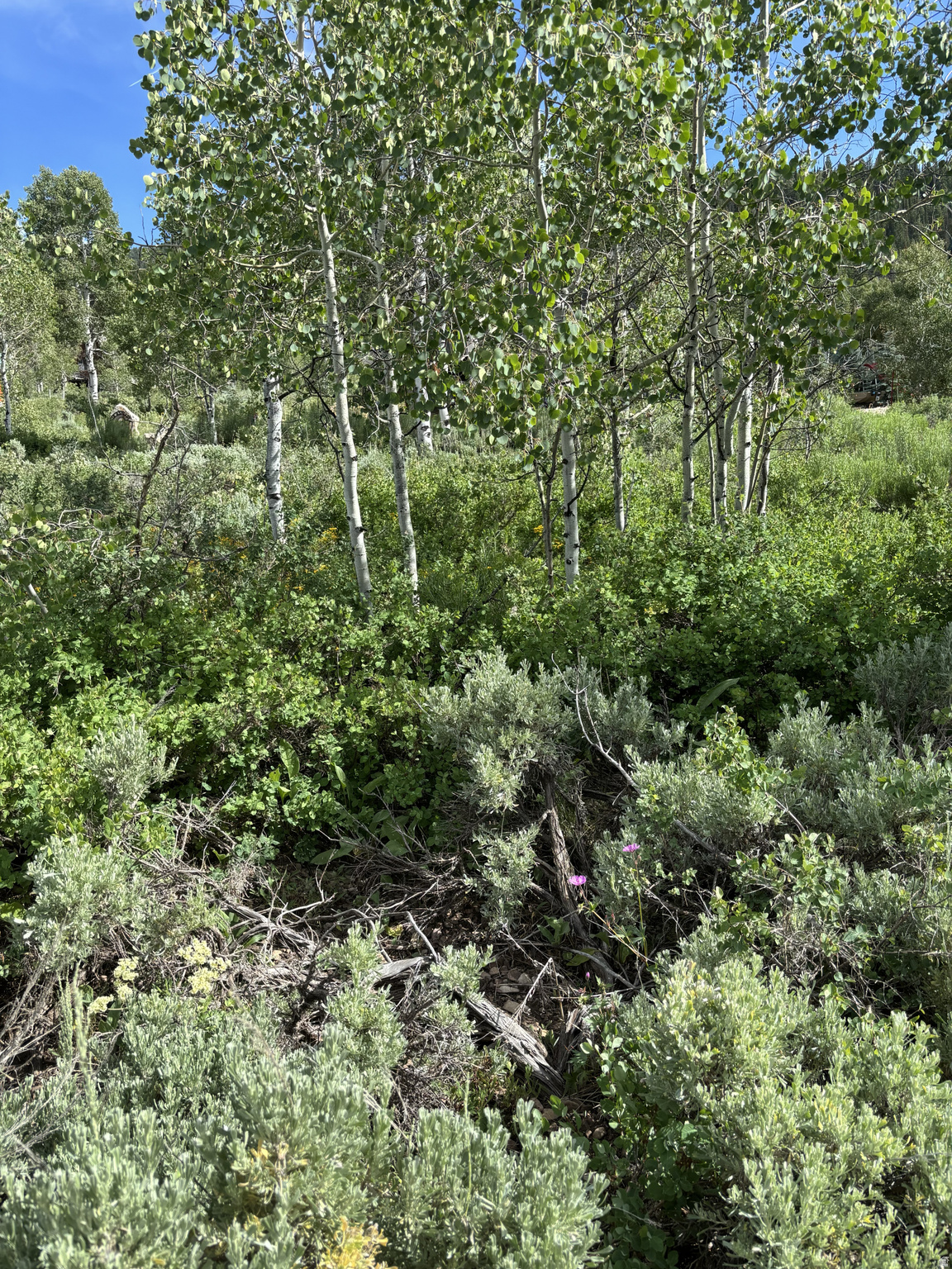 PINE MOUNTAIN NO.3 - Land